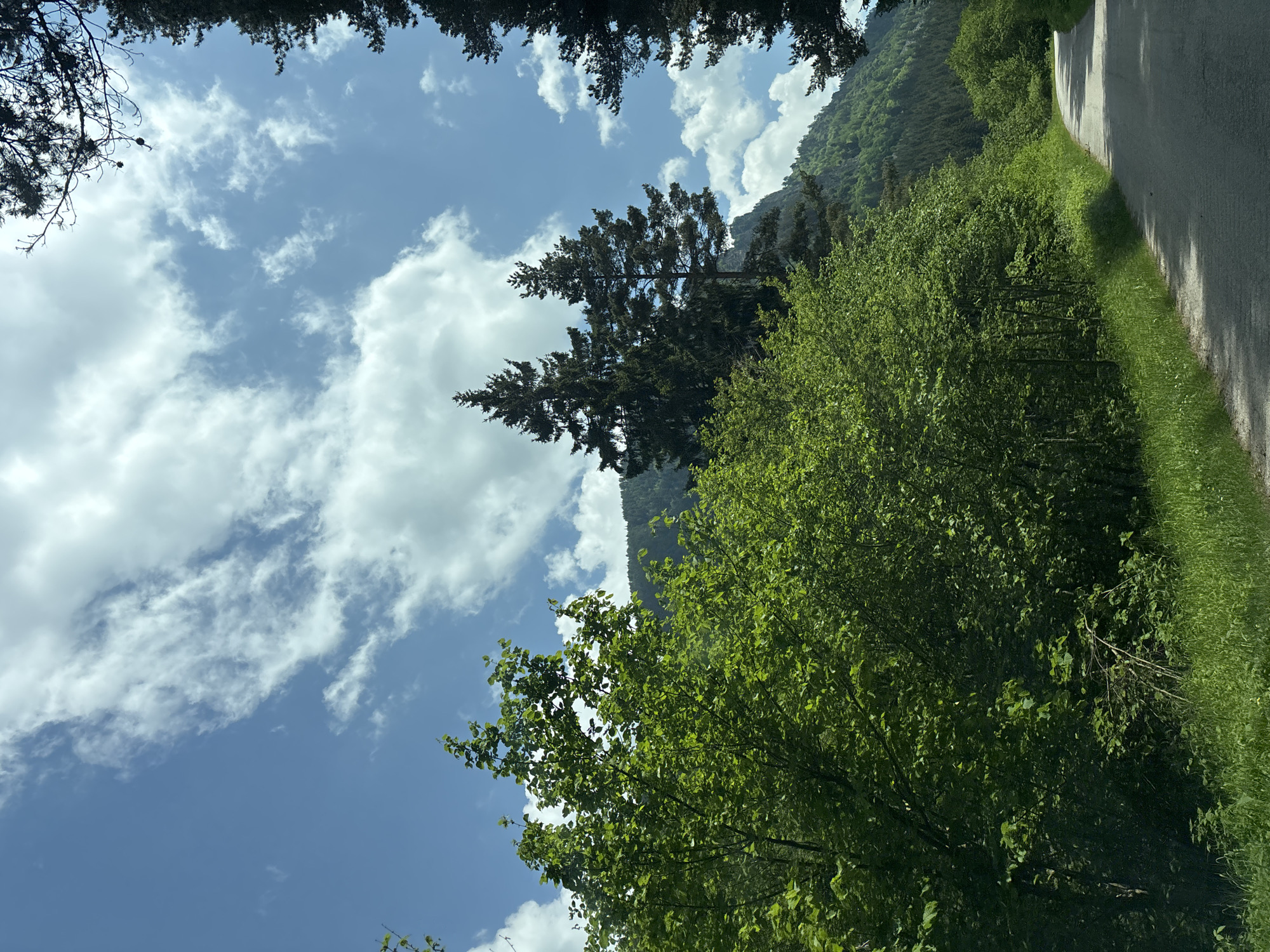 This image depicts a natural landscape in Beli Iskar, Bulgaria, on a clear, sunny day. The scene is dominated by dense green vegetation and a bright blue sky with scattered white cumulus clouds.
In the foreground and midground on the left, a dense cluster of vibrant green deciduous trees and bushes fills the lower left quadrant. Their leaves are a rich, healthy green, suggesting spring or early summer. Towards the center and right midground, tall coniferous trees with dark green foliage and pointed tops rise prominently, with at least two distinct large conifer trees visible. The branches of darker coniferous trees also frame the upper right portion of the image, exhibiting small pinecones.
In the background, lush green mountains or hills, heavily forested with a mix of coniferous and deciduous trees, stretch across the horizon. The contours of these mountains are visible beneath the tree line.
A narrow, paved asphalt road, light grey in color, curves gently from the lower center towards the right side of the image and recedes into the distance. The road surface shows variations in light and shadow, indicating direct sunlight. On either side of the road, particularly the left, there is a strip of vibrant green grass and smaller plants. No people, vehicles, or animals are visible in the scene.