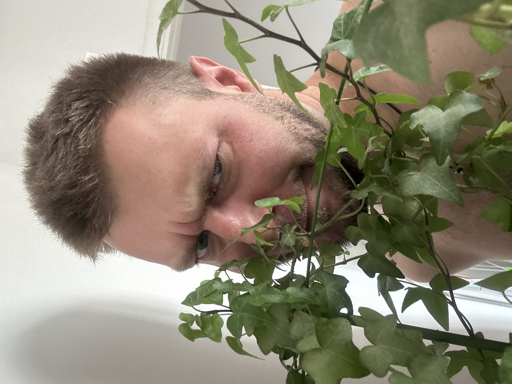 The media file is a close-up, low-angle shot of a person's face and upper body, partially obscured by lush green ivy plants. The person, a male with short, dark hair and stubble, is looking down and to the left, his expression unreadable due to the angle and the foliage. His blue eyes are visible, and his brow is furrowed. The setting appears to be indoors, with a plain white wall and a shadow creating a sense of depth. The ivy is vibrant and healthy, with distinctive lobed leaves. The lighting suggests a neutral indoor environment, possibly during the daytime. The orientation of the image is rotated, with the person's head appearing to be upside down. There is no visible text. The context of Zvezdara Urban Municipality, Serbia, is provided, but there are no specific visual cues in the image to confirm this location. The overall mood is intimate and perhaps slightly mysterious due to the partial concealment of the subject by the plants.