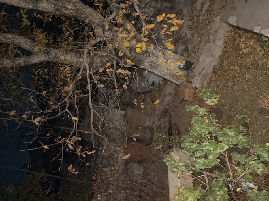 The scene is an outdoor area in Karbi, Armenia, observed under low light conditions, indicative of night or deep twilight. A large deciduous tree with a light-colored, multi-stemmed trunk and extensive branching, bearing sparse yellow-brown autumn leaves and numerous bare branches, occupies the right side and upper half of the frame. At the base of this tree, a dark green container with white contents is present, alongside a flattened cardboard box. Sections of concrete paving or broken slabs are visible on the ground in the lower right.
In the mid-ground, slightly to the left of center, three rusted metal barrels stand upright against a rough stone or concrete retaining wall. The ground throughout the scene is largely covered with fallen brown leaves and appears uneven. In the foreground, particularly on the left, dense clusters of shrubs and smaller plants are visible, some retaining green foliage, others appearing dry. A light-colored, elongated object is partially obscured by the foliage in the lower left foreground. No human figures are present. The background shows a dark, clear sky.