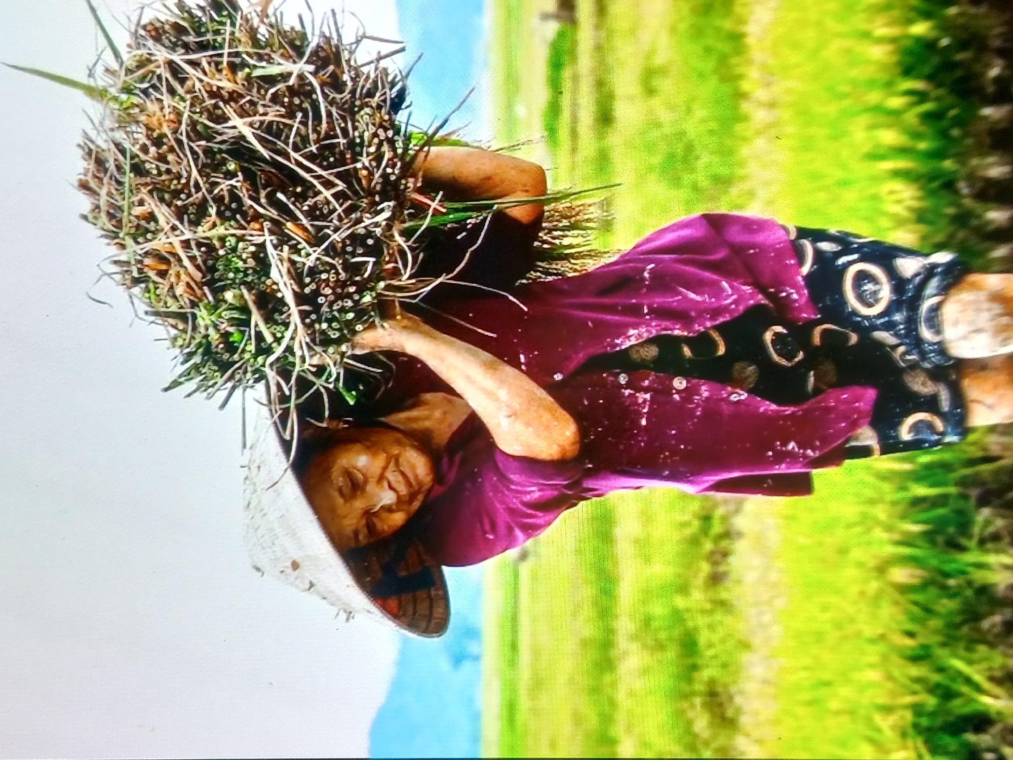 A medium shot shows an elderly Asian woman wearing a traditional conical hat and a purple shirt over a black and white patterned skirt. She is carrying a large bundle of straw or reeds over her shoulders, with her head tilted down and her eyes closed. She is standing in a grassy field with green stalks of vegetation in the foreground. In the background, there are blurred green rice paddies and a distant mountain range under a bright, overcast sky. The image is taken in Setia Bakti, Indonesia.