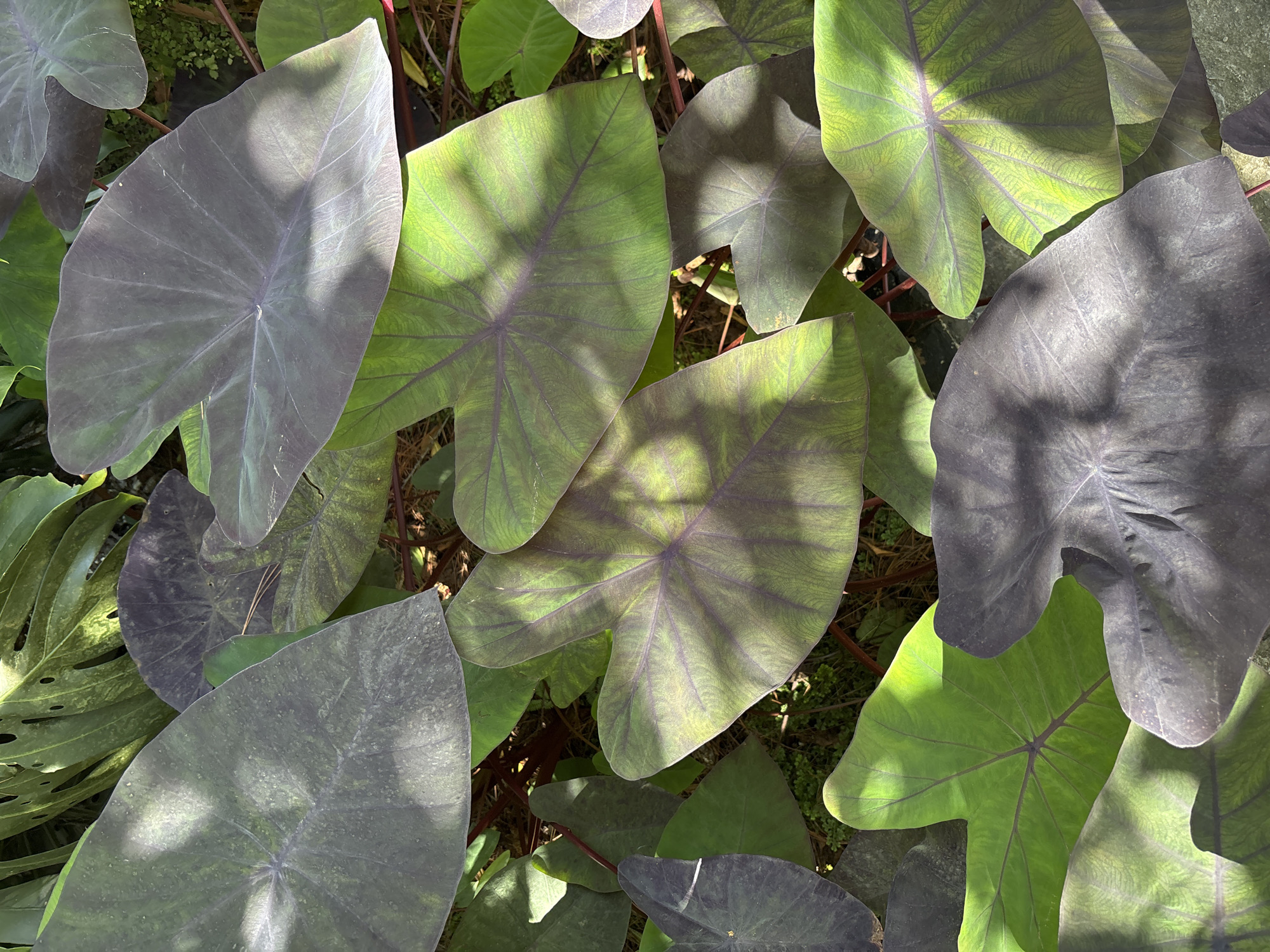 The image displays a close-up, overhead view of a dense cluster of large, heart-shaped leaves, some dark purple and others a vibrant green with purple veining. Sunlight casts shadows across the foliage. The leaves are arranged in a naturalistic manner, with some overlapping others. The texture of the leaves appears slightly waxy, and some show a dusty or speckled surface. The background is blurred and hints at a natural, outdoor setting with glimpses of soil and possibly other, less distinct plant matter. The scene suggests a garden or a naturalistic planting, possibly in a tropical or subtropical environment. There are no people or animals visible in the image. Given the typical foliage and planting styles found in Da Lat, Vietnam, this image could be from a botanical garden, a park, or a private garden within the city.