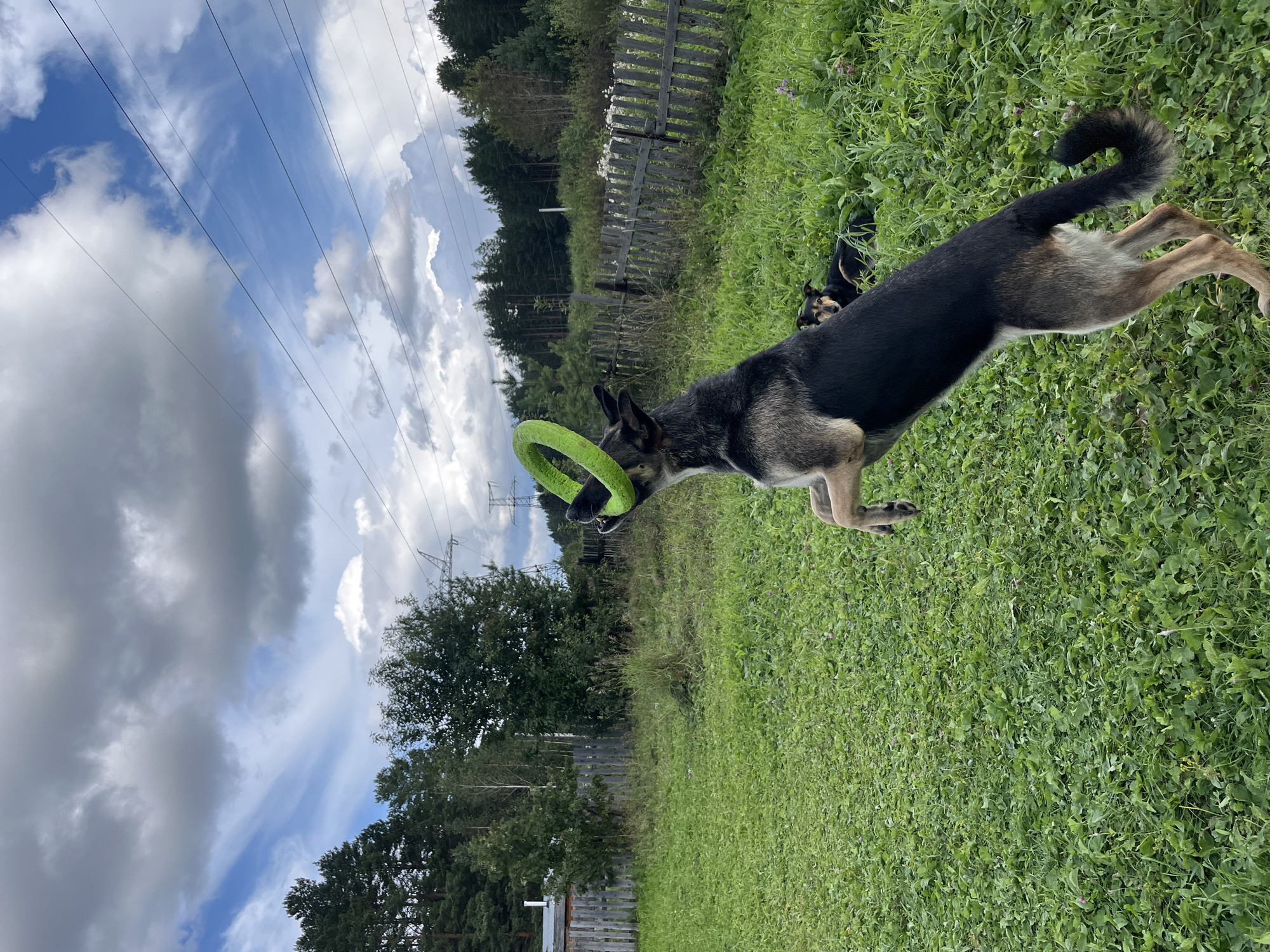An outdoor, full-shot photo captures a German Shepherd mix dog in mid-air, jumping to catch a bright green ring toy in its mouth. The dog is positioned in the foreground, with its hind legs extended and its front paws reaching for the toy. In the background, a wooden fence borders a grassy yard with a few trees and a cloudy sky. Another dog is lying down in the grass behind the jumping dog. The scene appears to be in a rural or suburban setting, possibly in Nizhny Tagil, Russia, given the architectural style of the fence and the presence of power lines.