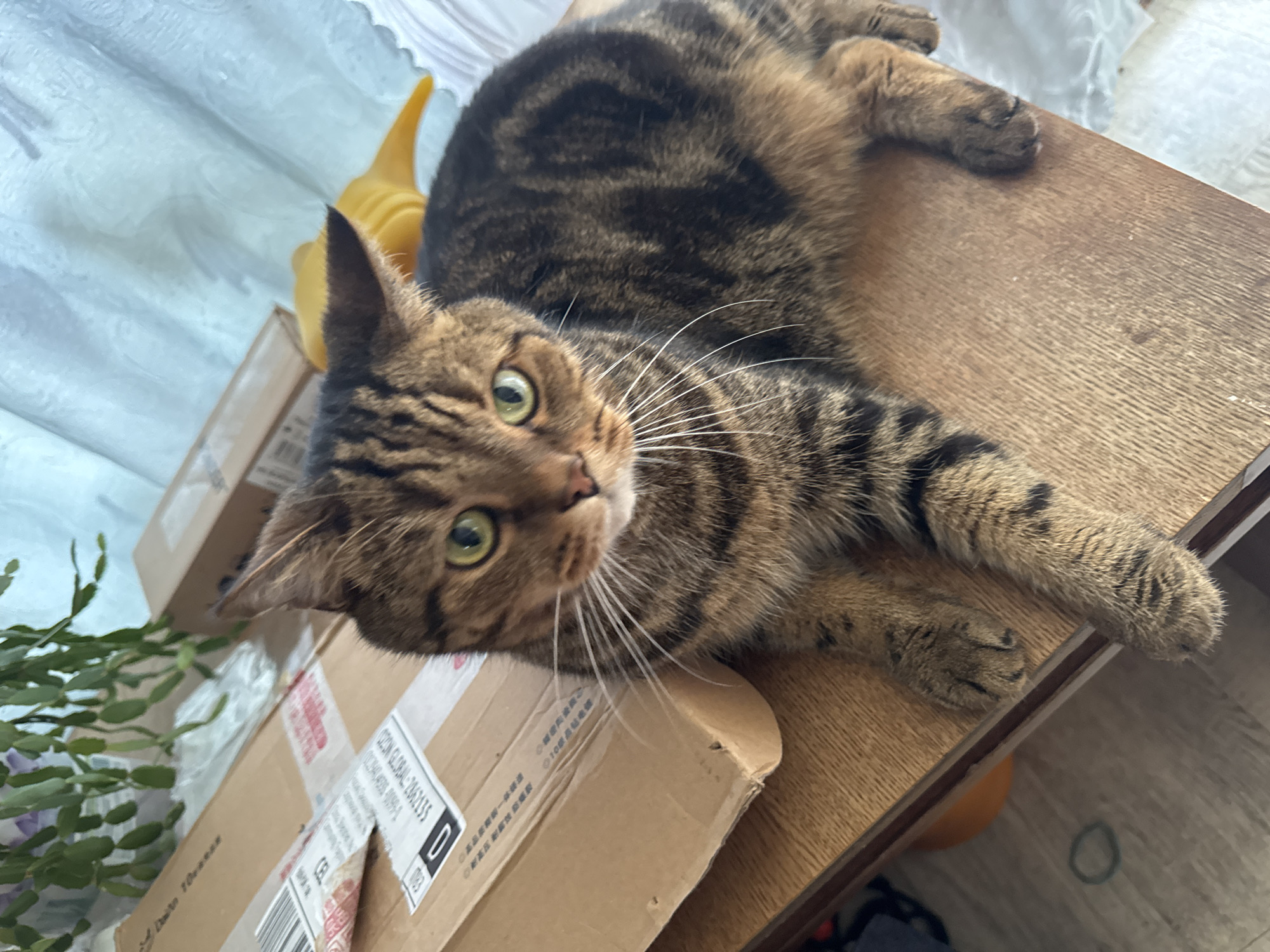 A tabby cat with green eyes lies on a wooden table next to a cardboard box. The cat's fur is a mix of brown, black, and tan stripes. The cardboard box has shipping labels on it. In the background, there is a plant with green leaves and a yellow object. A white curtain is visible behind the yellow object. The scene appears to be indoors. The image does not contain any information that would indicate its location in Tolyatti, Russia.