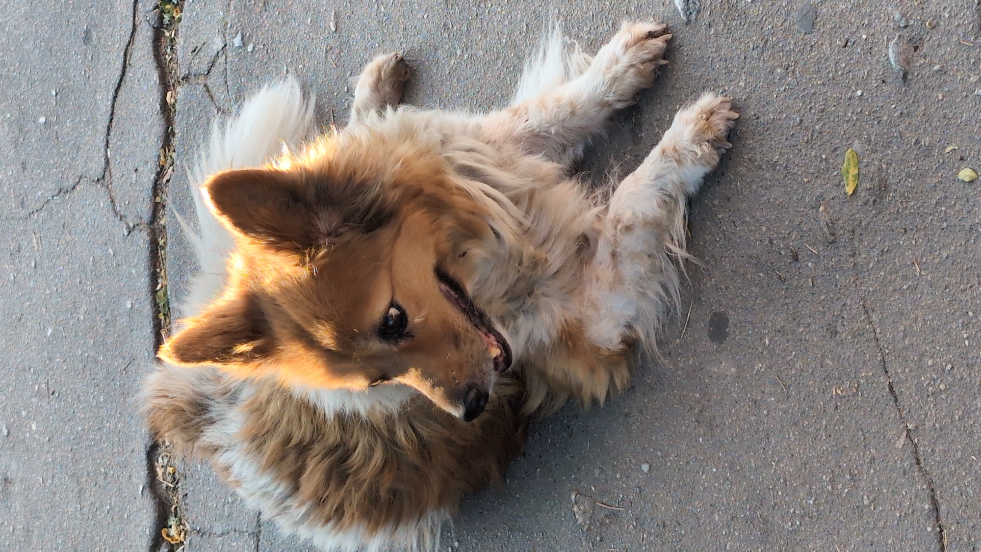 A medium-sized dog with tan and white fur is lying on a cracked asphalt surface. The dog is looking to its left with its mouth slightly open, revealing its teeth. Sunlight is casting a warm glow on the dog's face and upper body. The background shows more asphalt and hints of sparse vegetation. The scene appears to be outdoors, possibly on a street or sidewalk. The exact location in Mykolaiv, Ukraine, cannot be determined from the image alone.