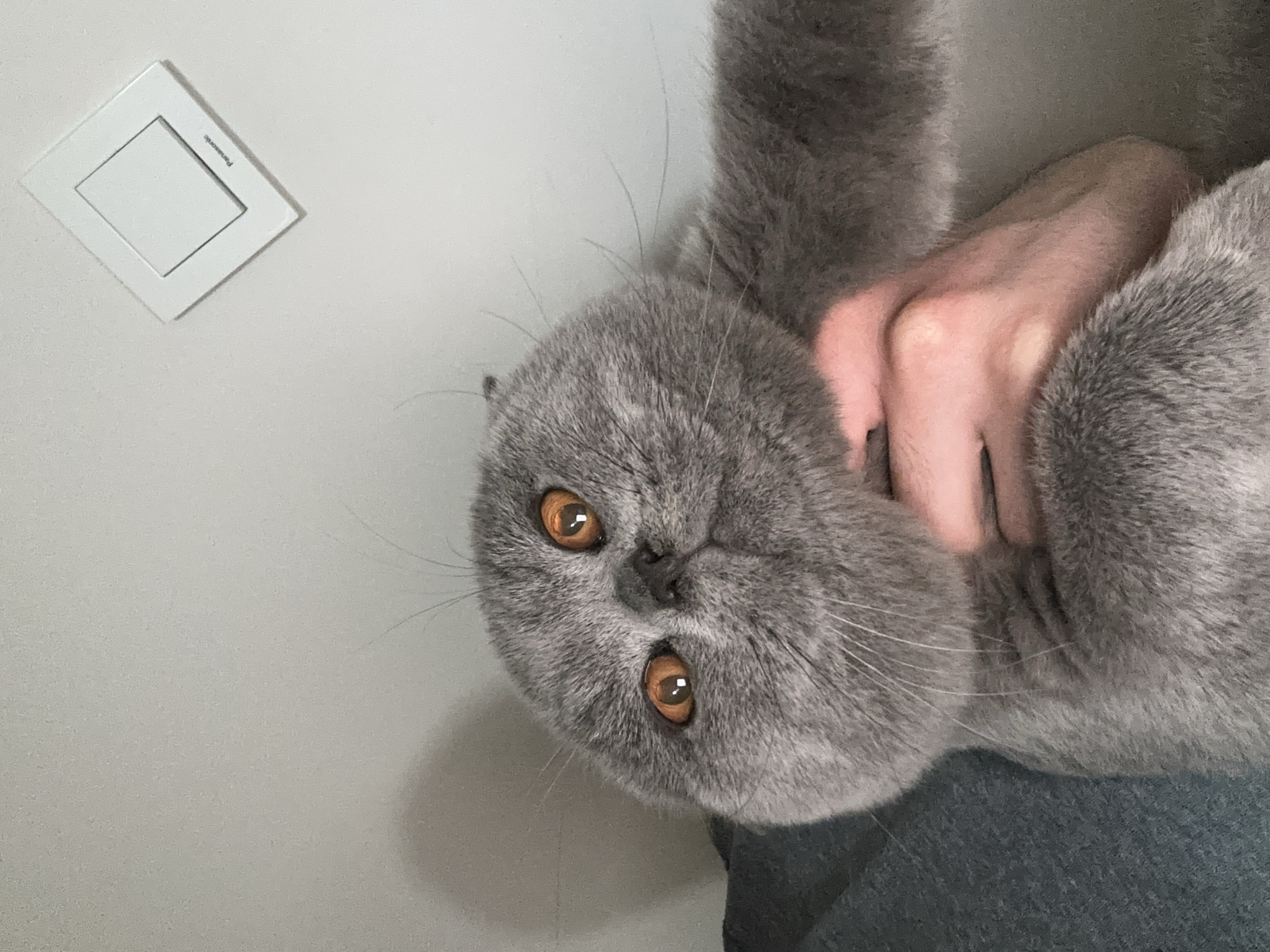 A Scottish Fold cat is held up to the camera by a person's hand, with its face prominently displayed and its body partially obscured. The cat has grey fur and large, orange eyes. A white electrical outlet with the Panasonic logo is visible on a light-colored wall in the upper right portion of the image. The background suggests an indoor environment.