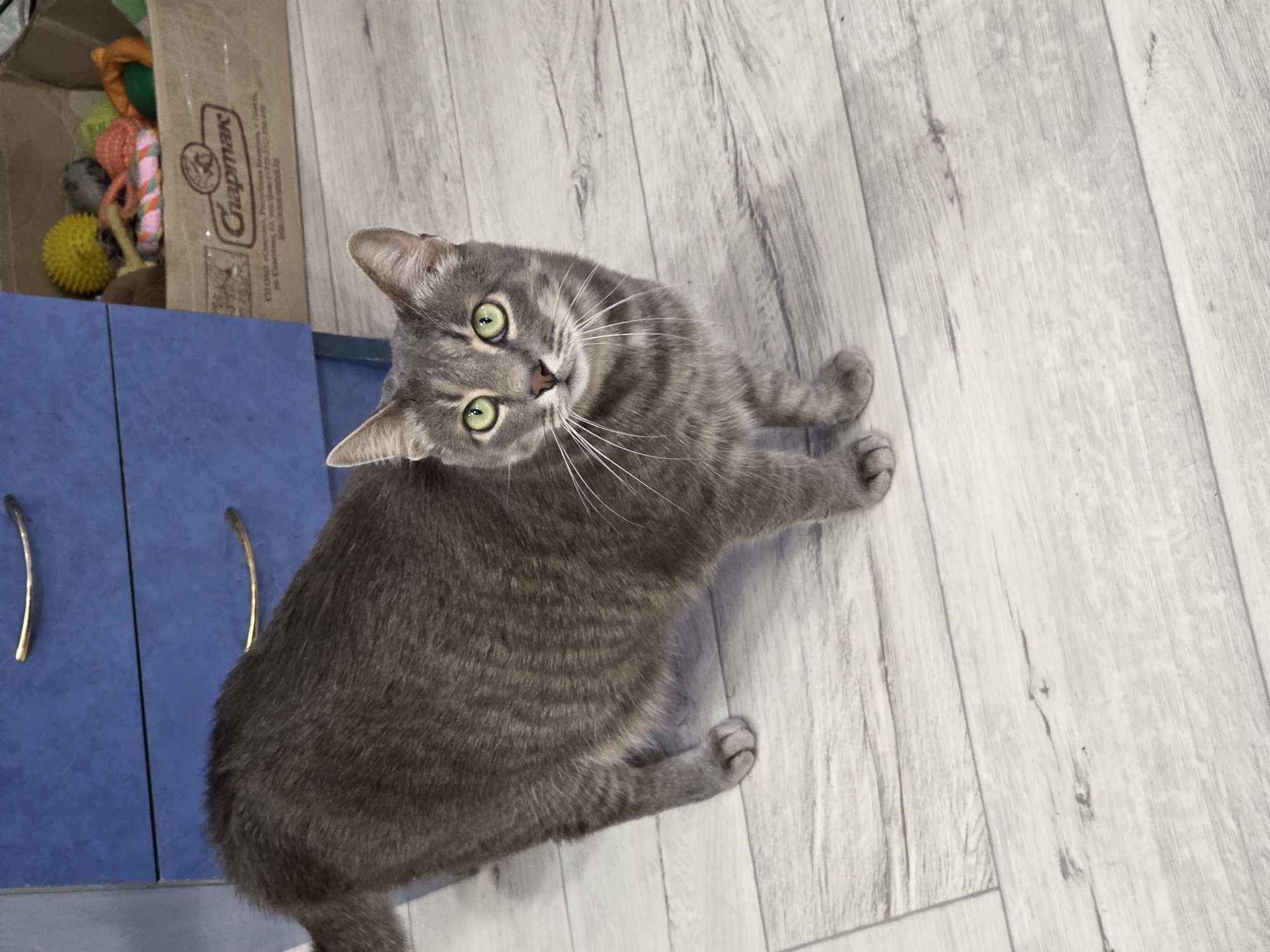 A grey tabby cat with striking green eyes is the central subject of this indoor, overhead photograph. The cat is lying on its left side on a light grey wood-look laminate floor, with its head tilted upwards, looking directly at the camera. Its white whiskers are prominent, and its front paws are extended.
To the left of the cat, a blue cabinet with gold-colored handles is partially visible. Above the cabinet, a brown cardboard box is open and filled with various colorful cat toys, including a yellow spiky ball, orange and pink twisted toys, and a grey plush toy. The word "Chapman" is clearly visible on the side of the cardboard box, along with a logo above it.
The setting appears to be a home, with soft, ambient lighting. No specific time of day is discernible beyond it being daylight indoors. The cat appears attentive and calm.