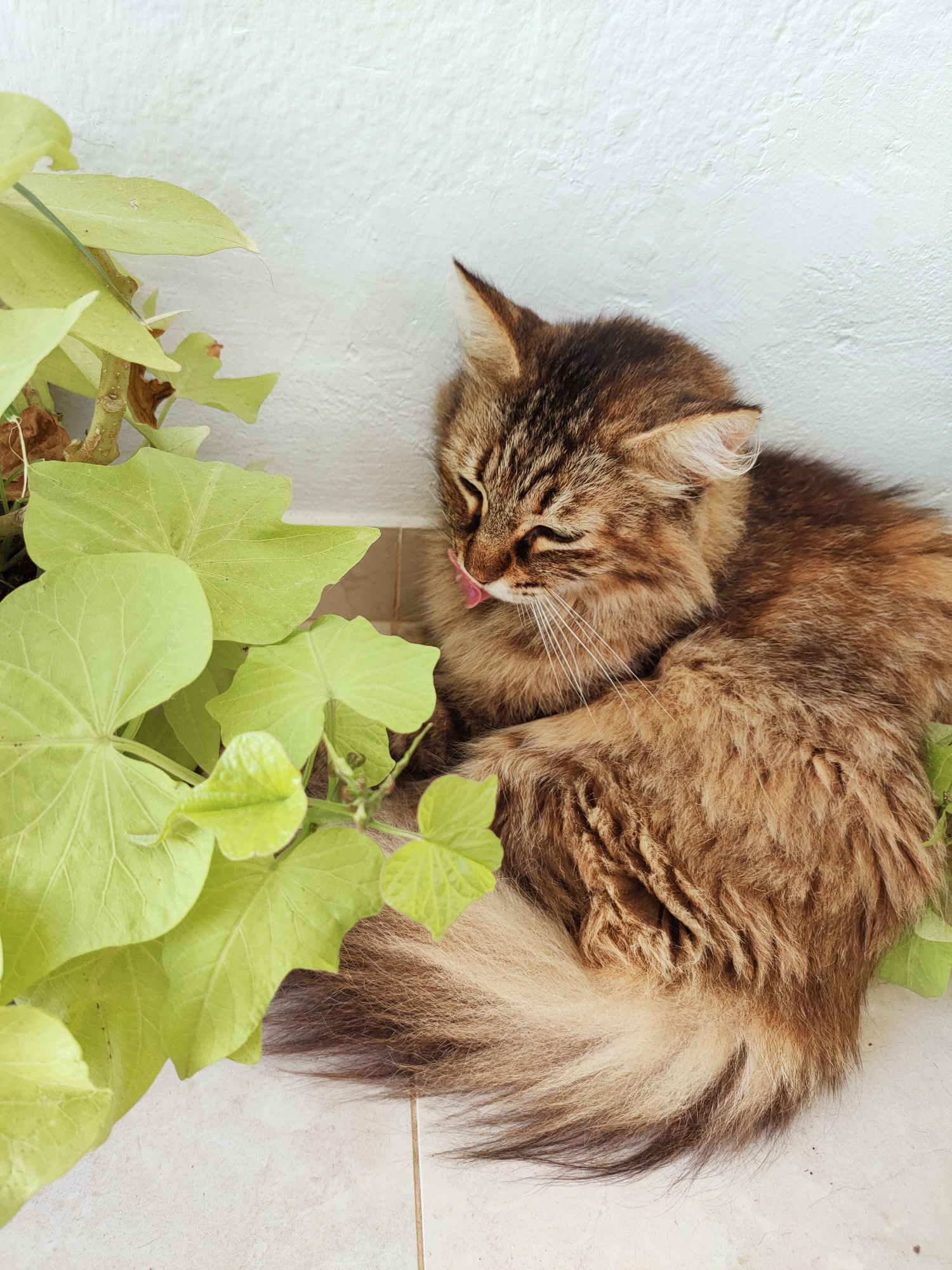 A long-haired tabby cat is grooming itself next to a plant. The cat is curled up with its eyes closed and its pink tongue visible as it licks its fur. The cat's fur is a mix of brown, black, and lighter shades. The plant has large, light green leaves and is positioned to the left of the cat. The background is a textured white wall. The scene appears to be outdoors on a tiled surface. There is no information that would allow for identification of the specific location in Ariana, Tunisia.