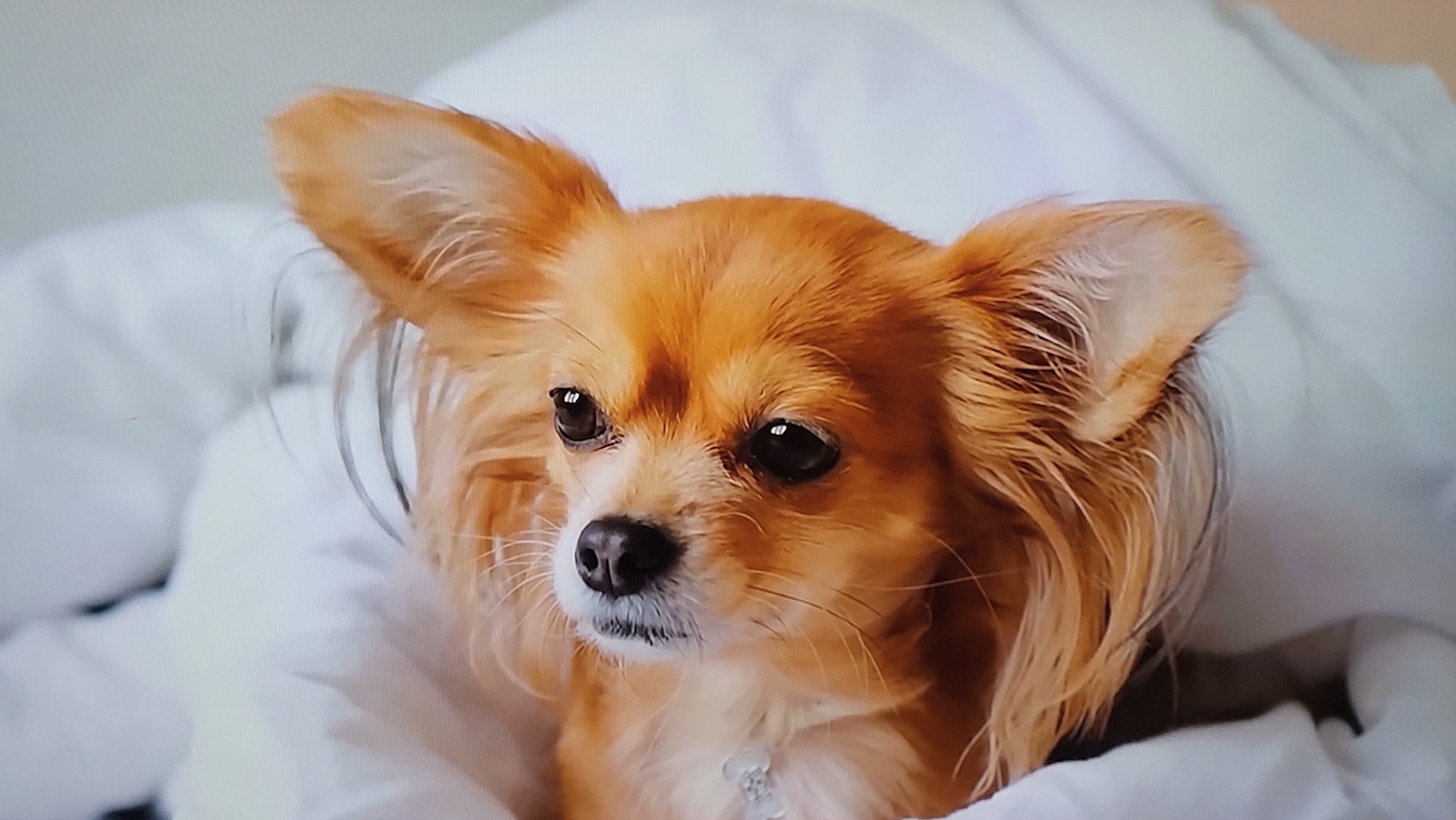 A long-haired, light-brown chihuahua dog with erect ears is seen looking slightly to the left of the camera. The dog's fur is glossy. A light-colored collar is visible around the dog's neck. The dog is nestled in white bedding. The location and city of Yerevan, Armenia are not visible in this image.