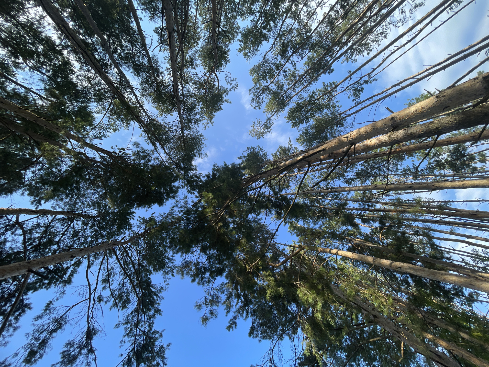 The image shows a view looking up through a dense canopy of tall pine trees with a bright blue sky visible through the branches. The trees are tall and slender with light brown bark. Sunlight filters through the needles, creating dappled light and shadow. There are no people or animals visible in the image. The environment appears to be a natural setting, likely a forest or a park with pine trees. The location is specified as Podshivalovo, Russia, suggesting a rural or suburban area with a significant presence of pine forests.