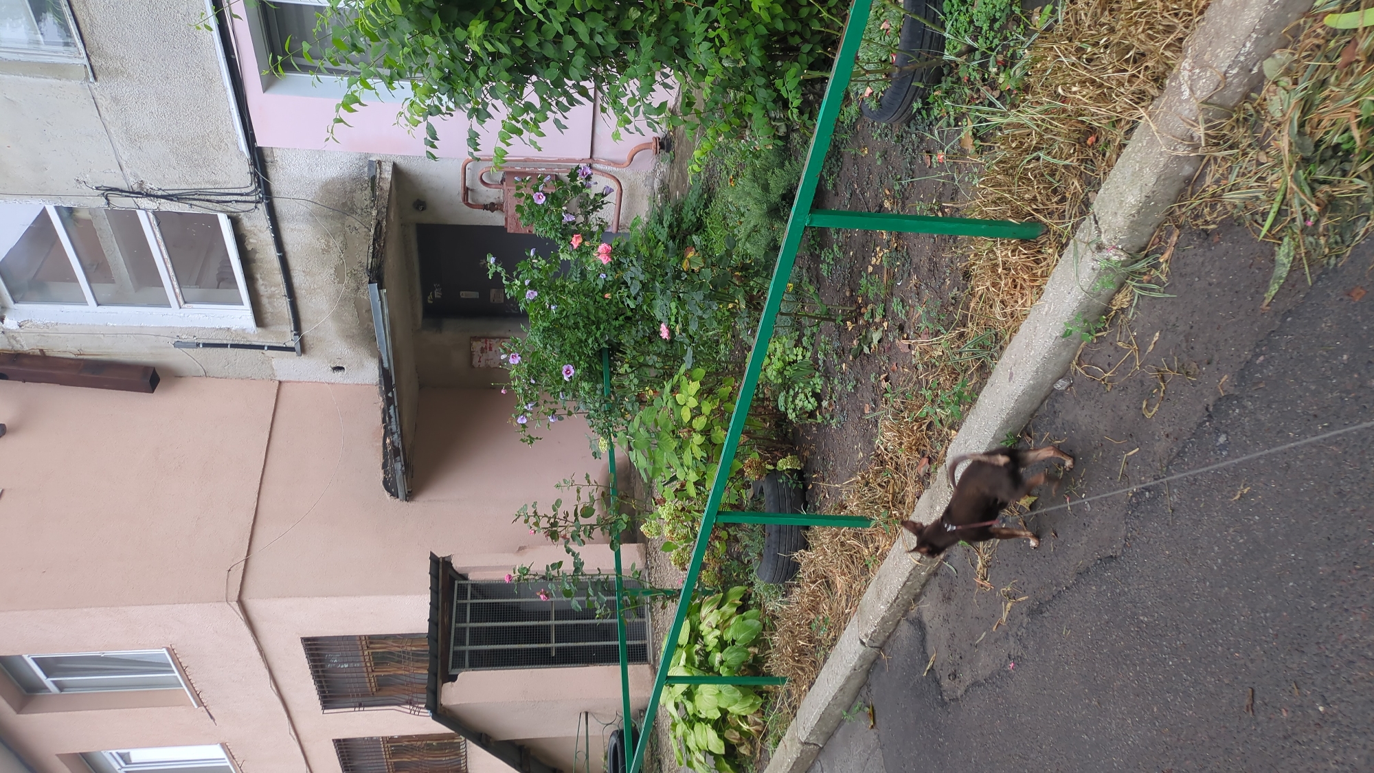 A small, dark brown dog with a tan underbelly is walking on a leash along an asphalt path next to a concrete curb. The dog is facing away from the camera and towards a patch of green foliage enclosed by a green metal fence. Behind the fence, there is a building with a light pink facade and several windows with metal bars. There are also bushes and flowers, including pink and purple hibiscus, growing in the area. The overall scene appears to be an outdoor urban environment, possibly a courtyard or a residential area in Chișinău, Moldova.