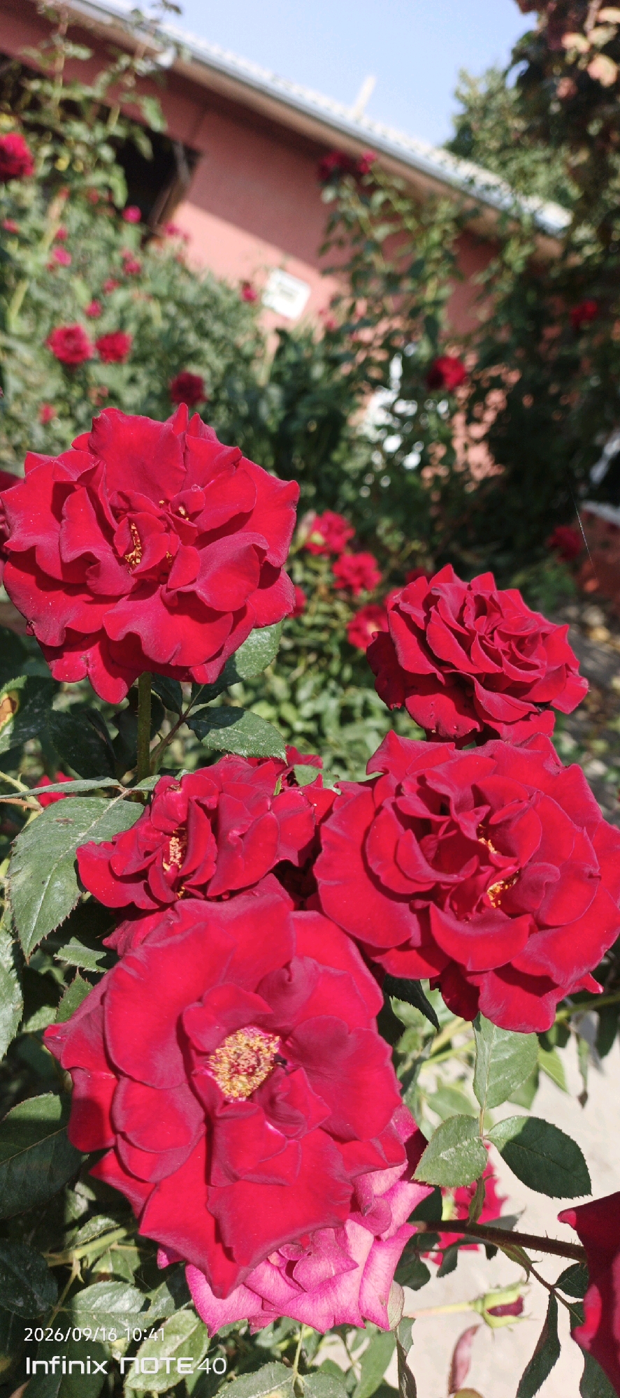 In Muyan, Uzbekistan, a close-up shot focuses on a cluster of vibrant red roses in full bloom. The roses, with their rich crimson petals and delicate yellow centers, are the primary subjects, positioned in the foreground and mid-ground. Green foliage surrounds the flowers, providing a lush backdrop. In the upper portion of the image, a portion of a pink building with a white-trimmed roof is visible, suggesting a residential or garden setting. The lighting indicates it is daytime, casting natural shadows and highlighting the textures of the rose petals. The overall impression is one of natural beauty and serene outdoor ambiance. The bottom left corner displays a timestamp and device information: "2026/09/16 10:41 Infinix NOTE 40".