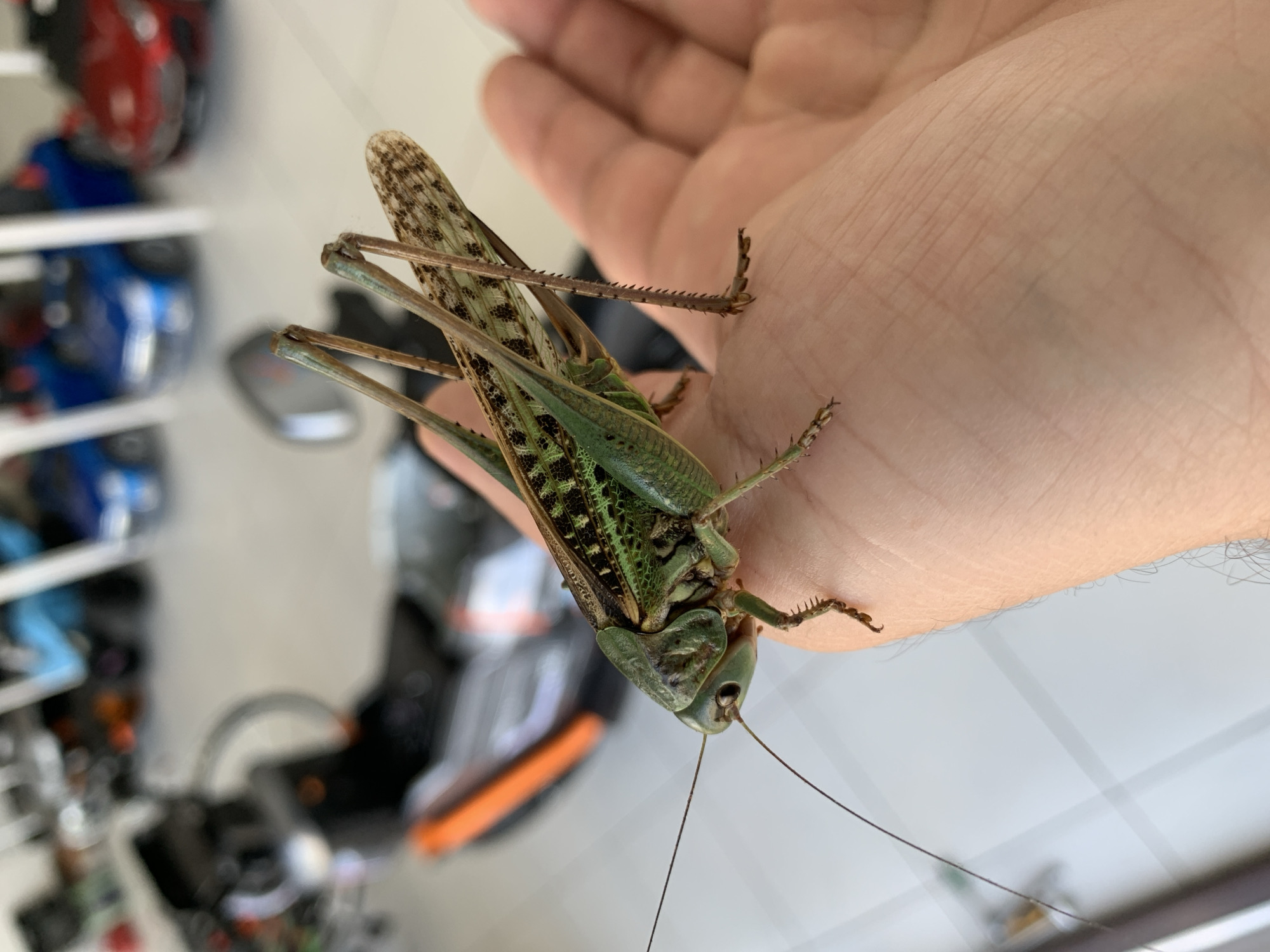 A close-up, eye-level shot features a large green katydid resting on a person's open palm. The insect's body is a vibrant green, with brown markings on its wings and legs. Its long antennae extend forward. The person's skin is lightly tanned, and visible hairs are present on their arm. In the blurred background, a motorcycle with an orange accent is visible, along with toy cars, including a blue one and a red one. The scene appears to be indoors, possibly in a garage or showroom. The location is Kropotkin, Russia.