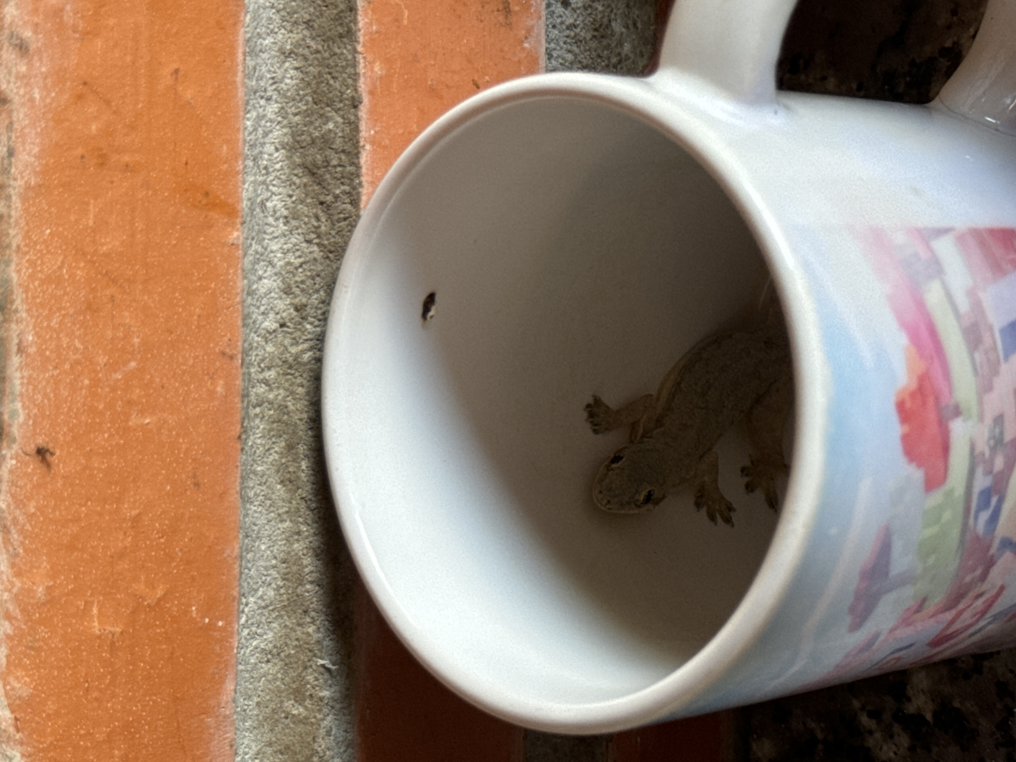 A gecko is inside a white mug with a colorful design. The mug is resting against a textured wall, which appears to be made of orange brick and gray cement. The location is Mũi Né, Vietnam. A small black spot is on the inside of the mug.