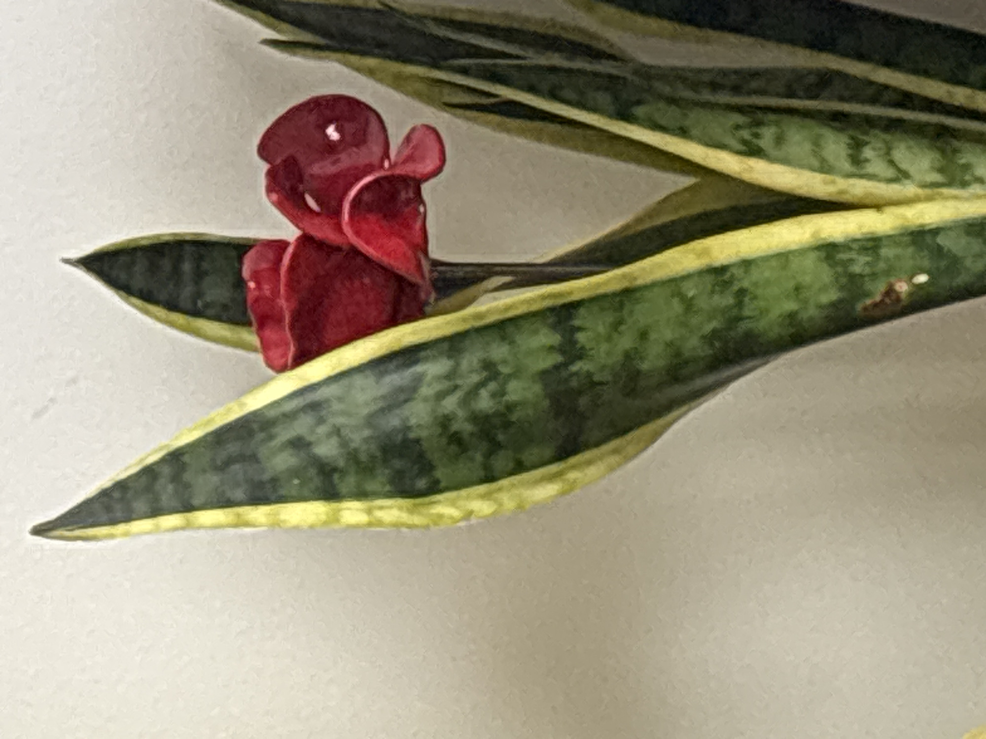 A close-up shot displays several leaves of a snake plant, known for their distinctive green and yellow stripes, with an artificial red flower positioned amidst them. The setting appears to be indoors, possibly a home or office space, indicated by the plain, light-colored wall in the background. No specific location in London can be determined from the image.