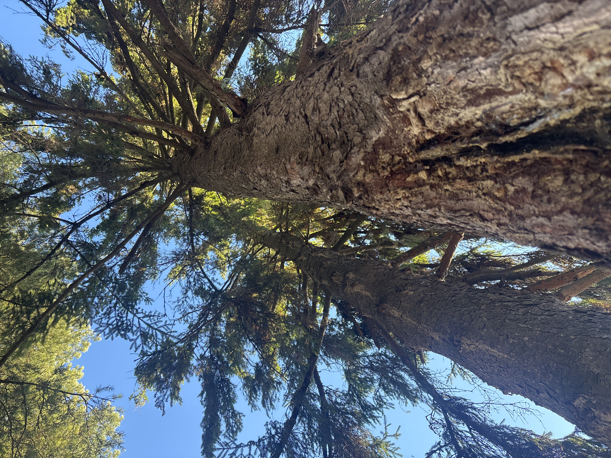 The image shows a low-angle view looking up at two large trees with thick, textured bark and dense foliage. Branches spread outward against a clear, bright blue sky. The location is inferred to be in the city of Chaikovsky, Russia, but there are no explicit visual cues to confirm this. The scene is static, depicting a natural environment with no people or other obvious human-made objects present.