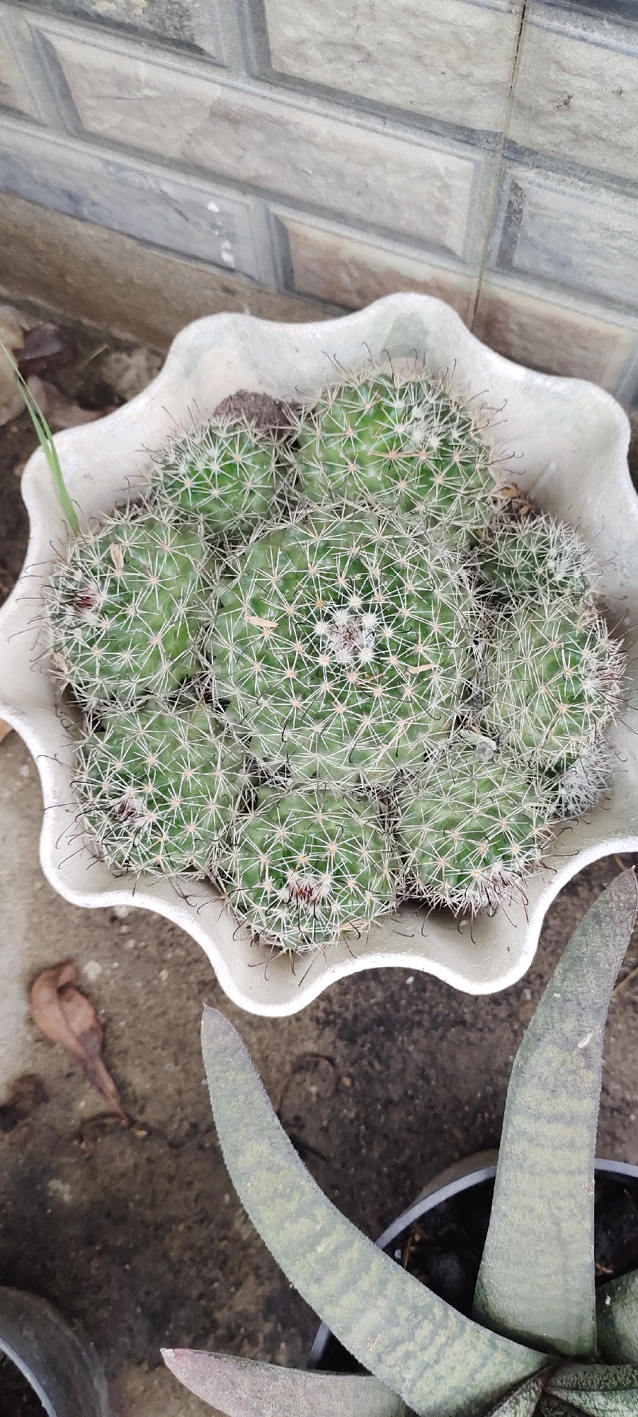 A close-up, overhead shot captures a cluster of small, green cacti densely packed in a white, ruffled pot. The cacti are spherical with numerous fine, white spines. Some of the cacti show faint reddish tips, possibly indicating new growth or small flowers. The pot sits on a rough, grayish surface, possibly concrete or dirt, with some fallen brown leaves visible to the left. In the background, a section of a light-colored brick wall is visible. To the right of the pot, parts of another plant with thick, green, patterned leaves are visible, suggesting a garden or outdoor setting in Lhokseumawe, Indonesia. The lighting suggests it is daytime, with diffused natural light.