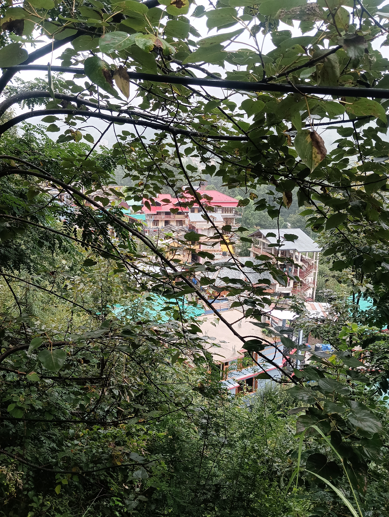 This image captures a view of the town of Goshal, India, seen through the dense foliage of trees. The foreground is dominated by dark green leaves and branches, creating a natural frame for the scene beyond. In the midground, a cluster of buildings is visible, characterized by their colorful roofs – primarily red and teal – and multi-story construction. Some buildings exhibit traditional architecture with balconies and wooden accents. The town appears nestled on a hillside, with the buildings receding into the background. The overall atmosphere is one of a lush, somewhat overgrown, mountainous region, typical of a rural Indian setting. The sky is overcast, contributing to a soft, diffused light. There are no people visible in the frame.