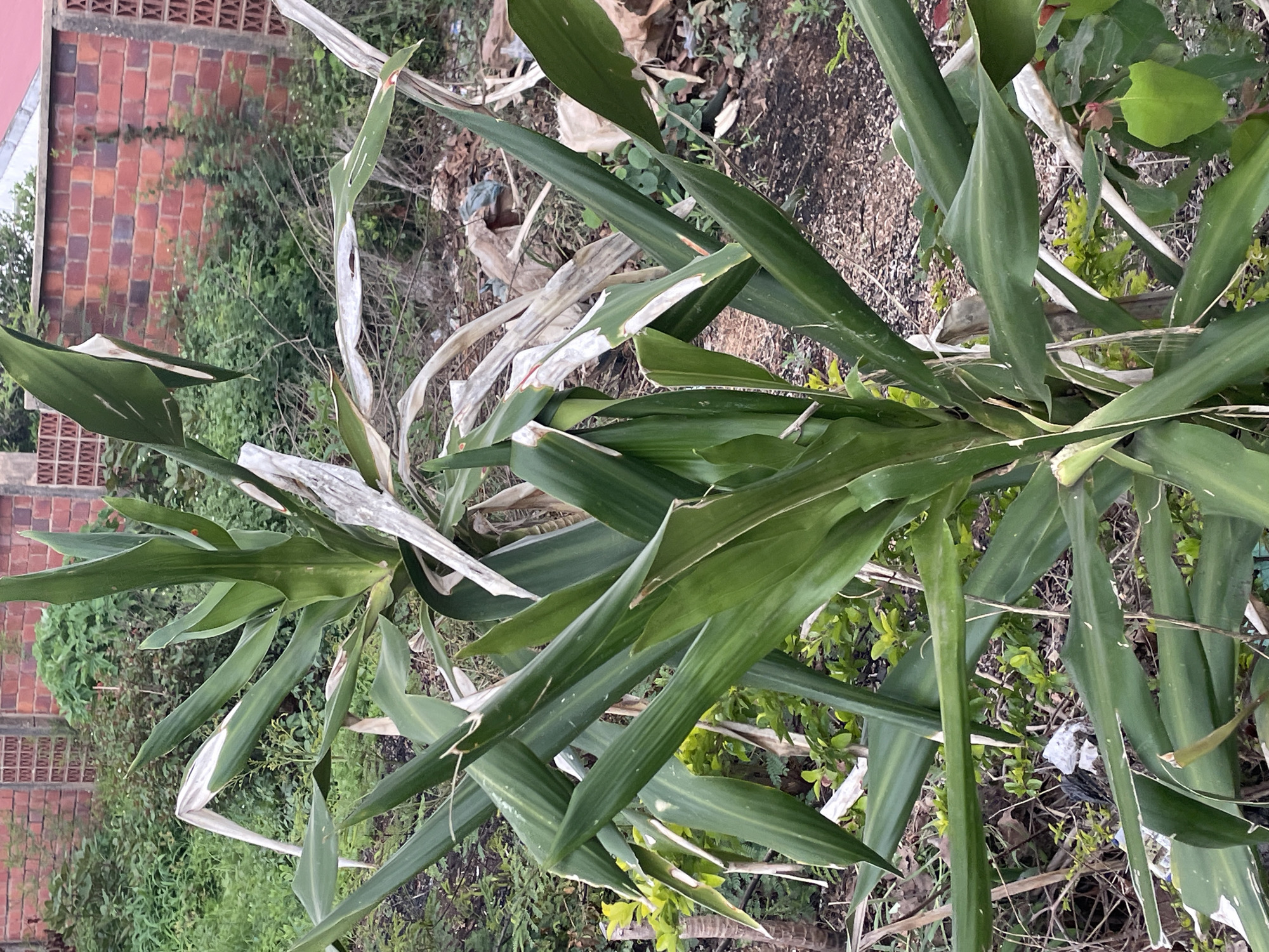 The media file depicts a close-up, vertical view of several large, green, sword-shaped leaves of a plant, possibly a type of palm or dracaena. Some of the leaves show signs of browning and wilting, particularly along the edges and at the tips, suggesting the plant may be experiencing stress or is in a state of natural decay. The leaves overlap and are arranged in a somewhat chaotic manner, with some pointing upwards and others drooping downwards. The background is a mix of dry, brown earth and sparse, green vegetation, with some visible debris scattered on the ground, including what appears to be white paper or plastic. In the upper left portion of the image, a section of a brick wall is visible. The bricks are predominantly red and orange, arranged in a pattern with darker, almost black bricks interspersed. Above the brick wall, some green foliage is visible. The lighting suggests it is daytime, with the sun illuminating the scene from above, casting subtle shadows. There is no visible text or human activity in the frame. The overall impression is of an outdoor scene in a somewhat neglected or natural setting, possibly a garden or a wild area adjacent to a structure.