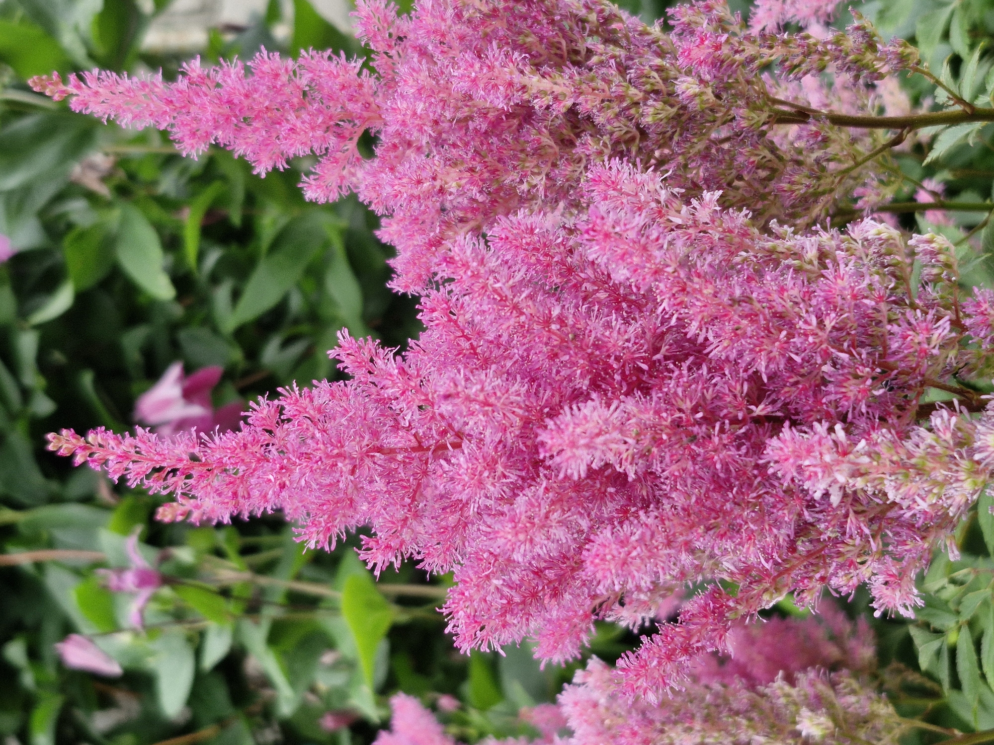 This is a close-up, eye-level shot of several feathery pink Astilbe flowers in bloom, set against a soft-focus background of green foliage. The flowers are dense and plume-like, with many small, intricate petals. The lighting is natural and diffused, highlighting the delicate texture of the flowers. There are no people or discernible man-made objects in the frame, suggesting a natural or garden setting. The image appears to be taken outdoors, likely in a garden or park. No specific location within Klaipėda, Lithuania can be identified from the visual information provided.