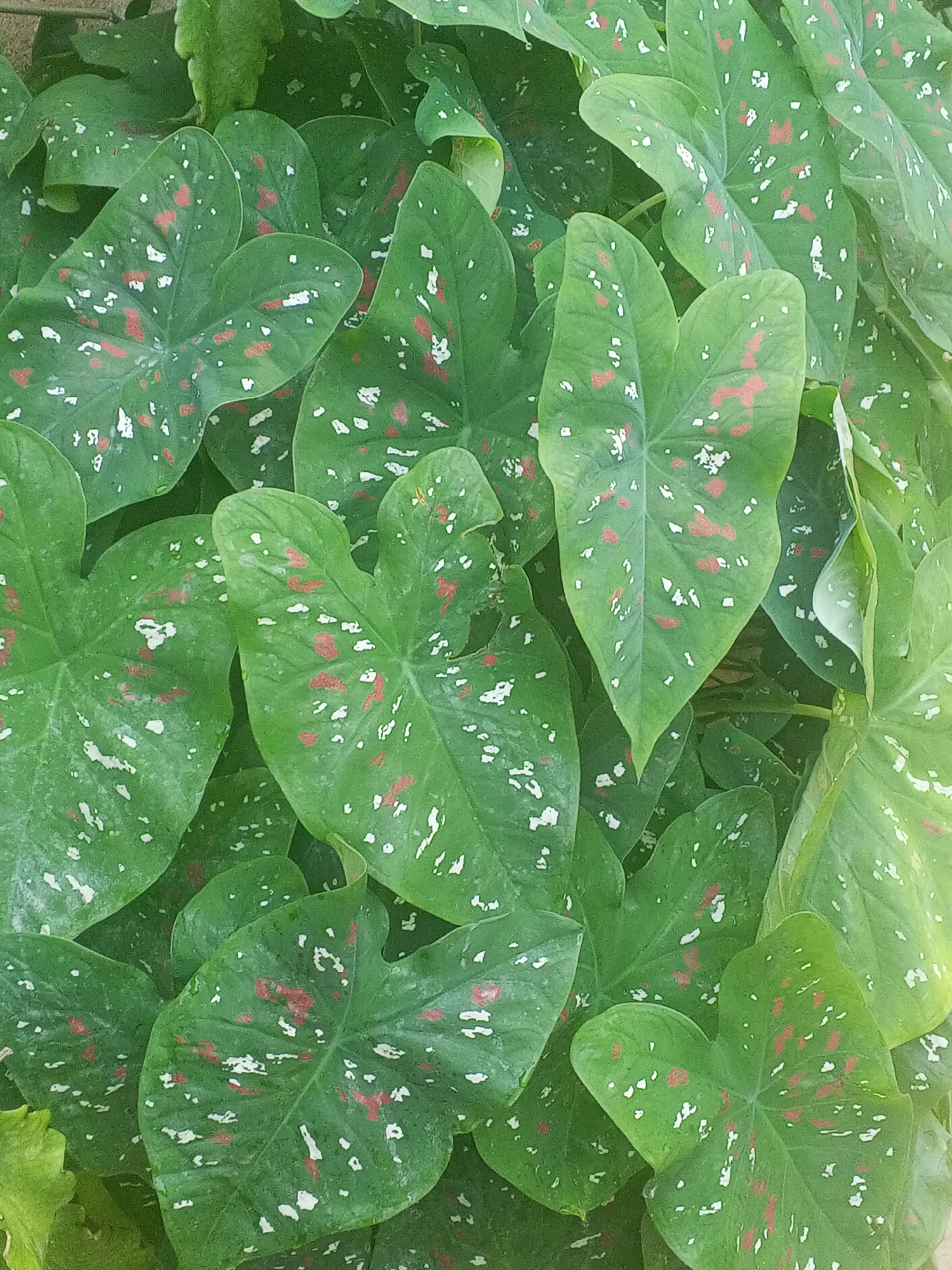 A close-up shows a dense grouping of Caladium leaves. The leaves are predominantly green with red and white speckling. The location is not discernible from the image. No people, objects, actions, or interactions are visible. The environment is limited to the presence of the leaves themselves.