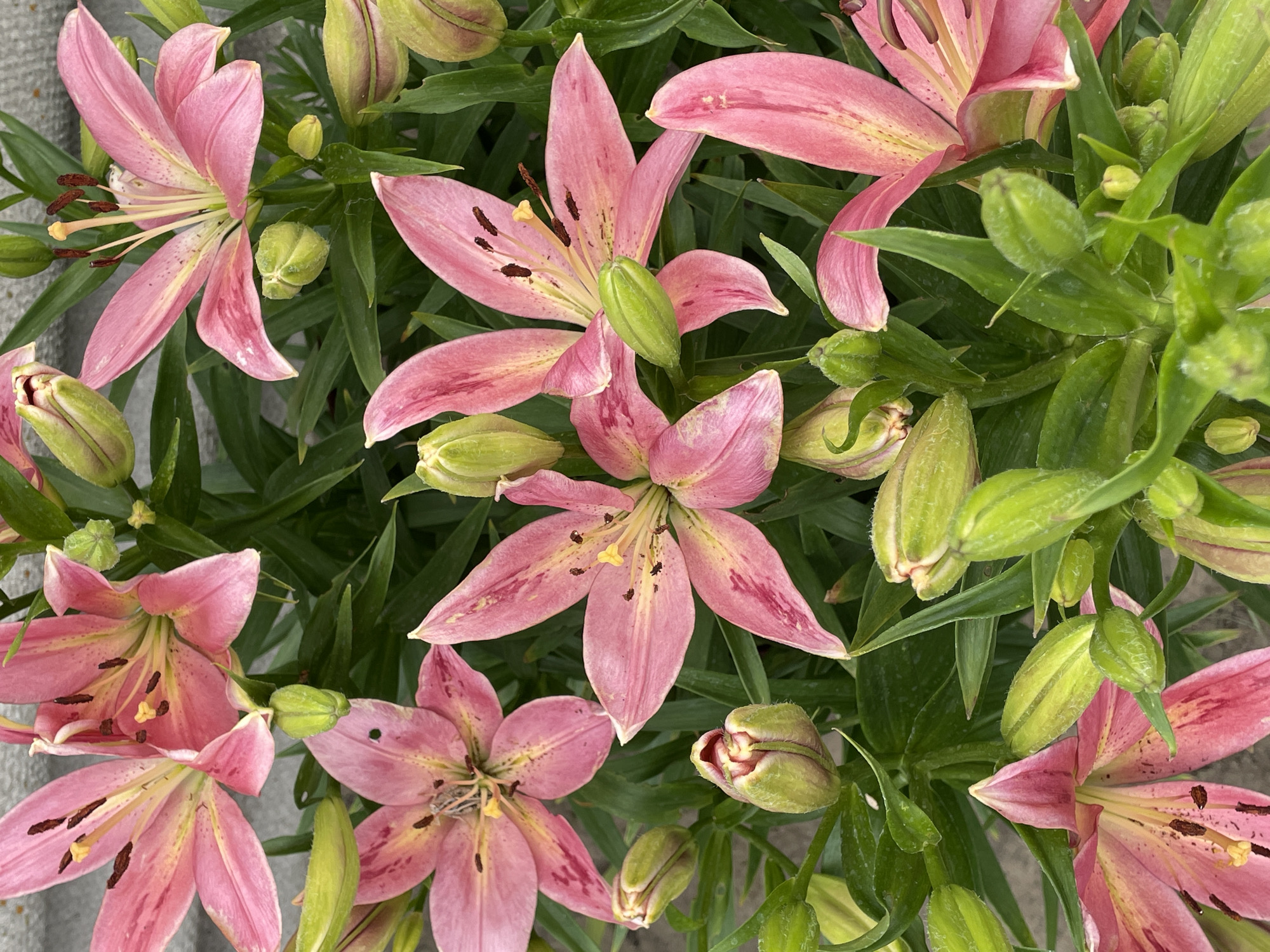 The image is a close-up, overhead view of a cluster of pink lilies and green lily buds. The lilies have six petals, some with darker pink streaks, and prominent brown stamens and yellow pistils. The buds are tightly closed and have a vibrant green color. The foliage is lush and green, creating a dense background. The scene appears to be outdoors, with a blurred, light gray surface visible in the upper left corner, possibly pavement or a concrete planter. There are no people or discernible urban features beyond the potential ground surface. The overall impression is of a well-maintained garden or floral arrangement.