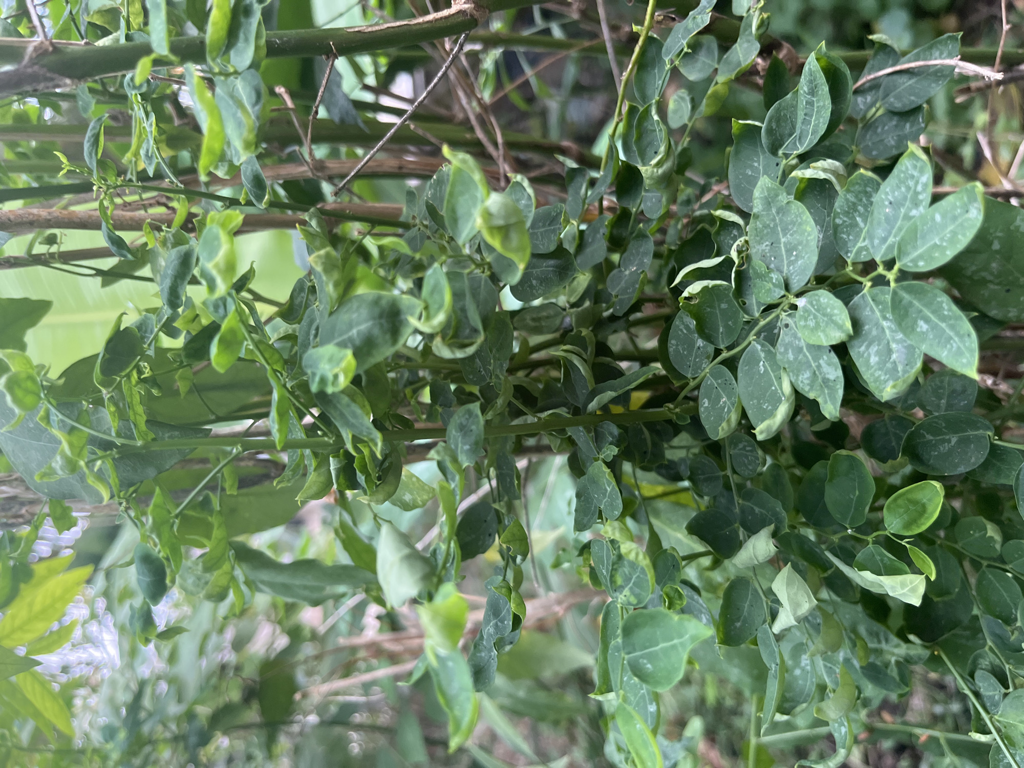 A close-up, outdoor, eye-level, vertical, medium shot captures a dense cluster of green foliage with thin, brown stems. The leaves are small and oval-shaped, with some exhibiting a curled or wilted appearance. The background is softly blurred, suggesting a natural, outdoor environment with hints of other plants and possibly wooden structures. The lighting appears to be natural daylight, with no artificial sources visible. The scene depicts a plant, possibly a vine or shrub, with no humans or animals present. The location is identified as Meliau Hulu, Indonesia.