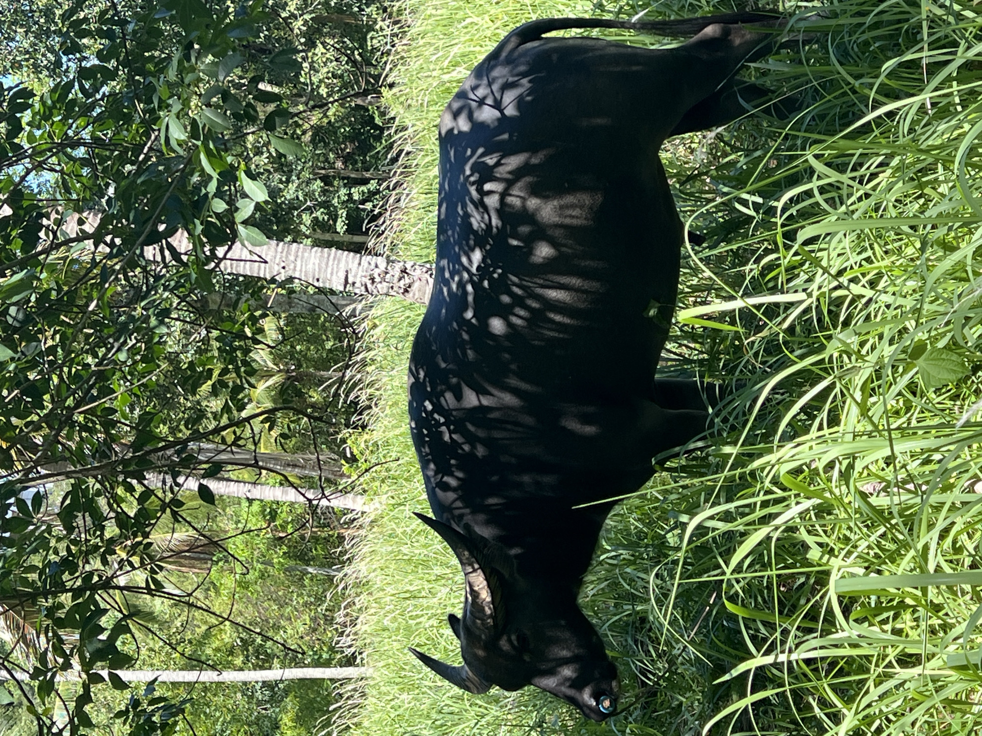 A black carabao stands in tall green grass, partially shaded by dappled sunlight filtering through overhead trees. The carabao is facing left, its horns curved backward. A small blue ring is visible through its nostrils. In the background, palm trees and dense foliage are visible. The scene appears to be an outdoor, natural setting, likely in Baan Thurian, Thailand.