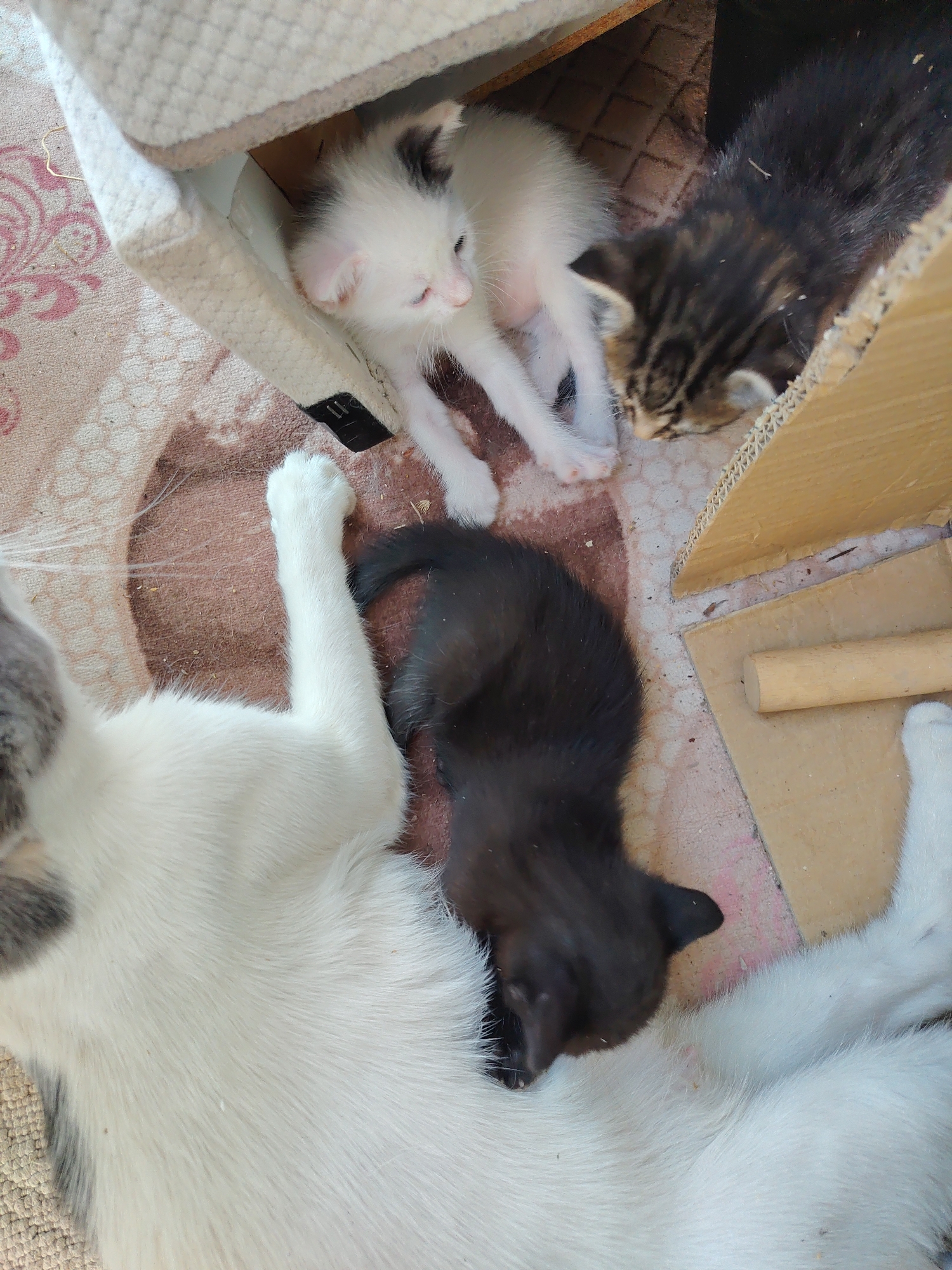 In a scene that appears to be within a domestic setting in Konyaaltı, Turkey, a mother cat, predominantly white with some gray markings, is lying on her side on a patterned rug. She is being suckled by at least three kittens. One black kitten is nestled against her belly. To her left, within a cardboard box structure, are two other kittens. One is white with black ear tips and a black patch on its back, and appears to be lying next to a tabby kitten. The environment includes a carpeted surface, cardboard structures, and what looks like a wooden dowel.