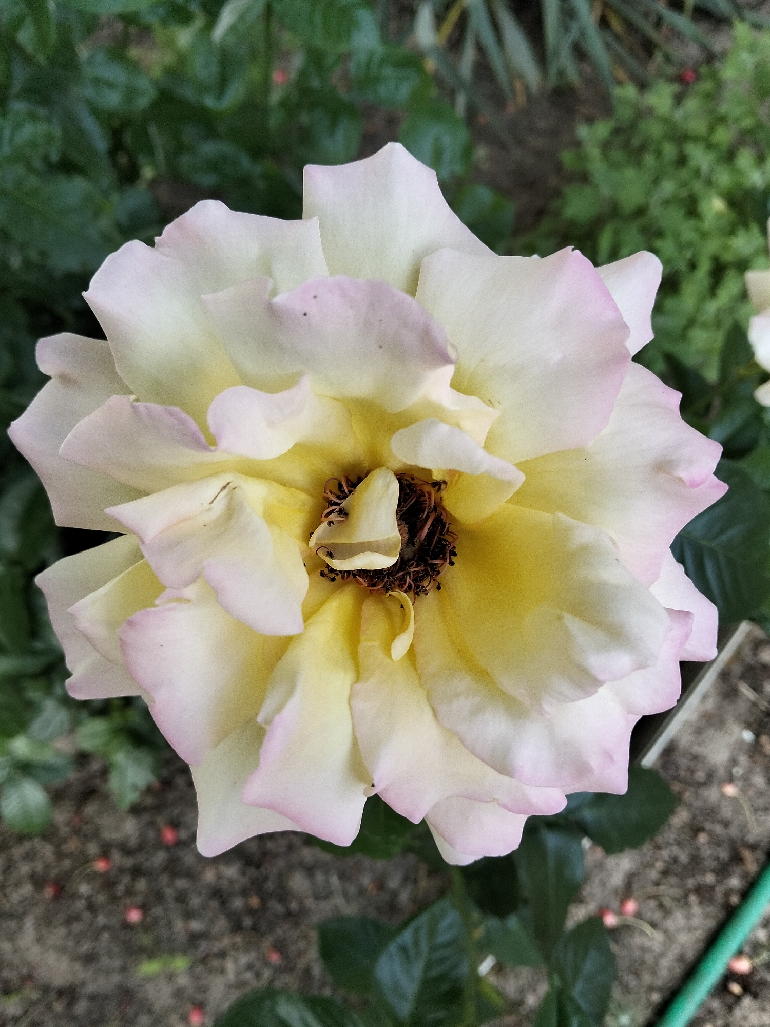 A single, fully open rose flower, centered in the frame, is depicted in an overhead view. The petals are predominantly pale yellow in the core, transitioning to a creamy white, with a distinct pale pink blush along the outer edges and tips. The central reproductive structures are dark brown and appear tightly curled. The background is out-of-focus, consisting of dense green foliage in the upper and left sections, indicative of other plants or bushes. The ground beneath the flower, visible in the lower sections, is dark and granular, consistent with soil, and contains scattered small, spherical, reddish-pink objects. A segment of a green hose or pipe is visible in the lower right, alongside a light-colored, linear garden border or structure. The scene is illuminated by diffuse natural light, suggesting an outdoor garden environment within the city of Biliaivka, Ukraine. No human or animal subjects are present.