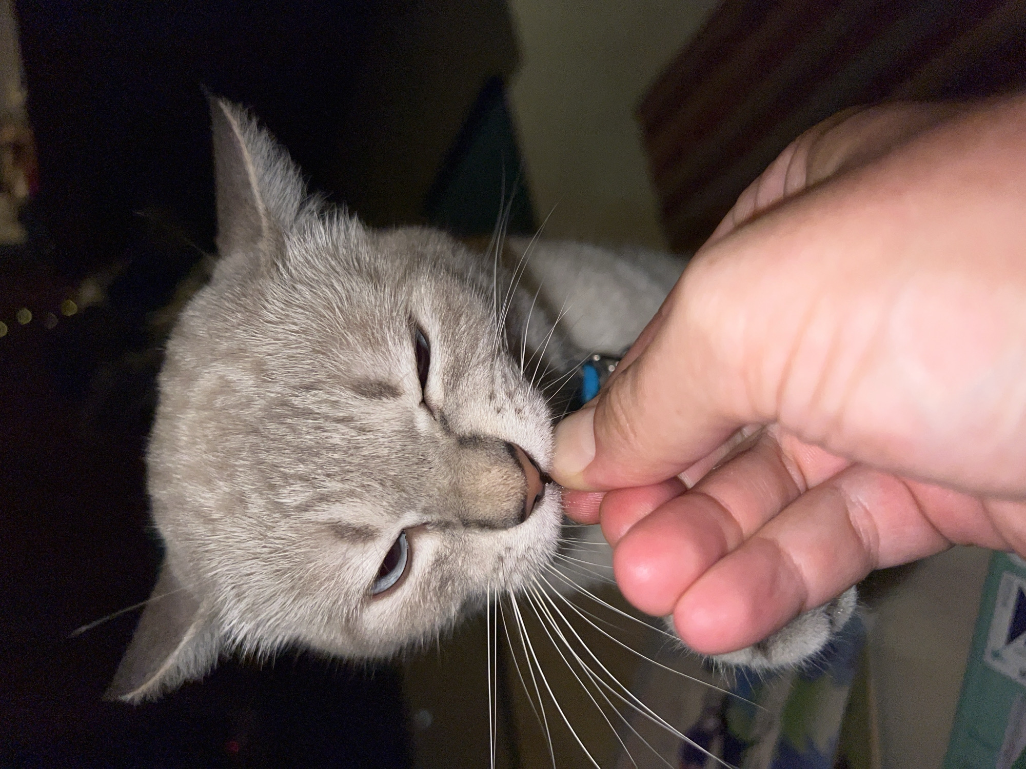 A light gray cat with blue eyes is being fed a treat by a person's hand in the city of Unknown, Unknown. The cat is focused on the treat, with one eye partially closed. The background is dark and out of focus, with some blurry lights visible. The image is a close-up shot, emphasizing the interaction between the cat and the person.