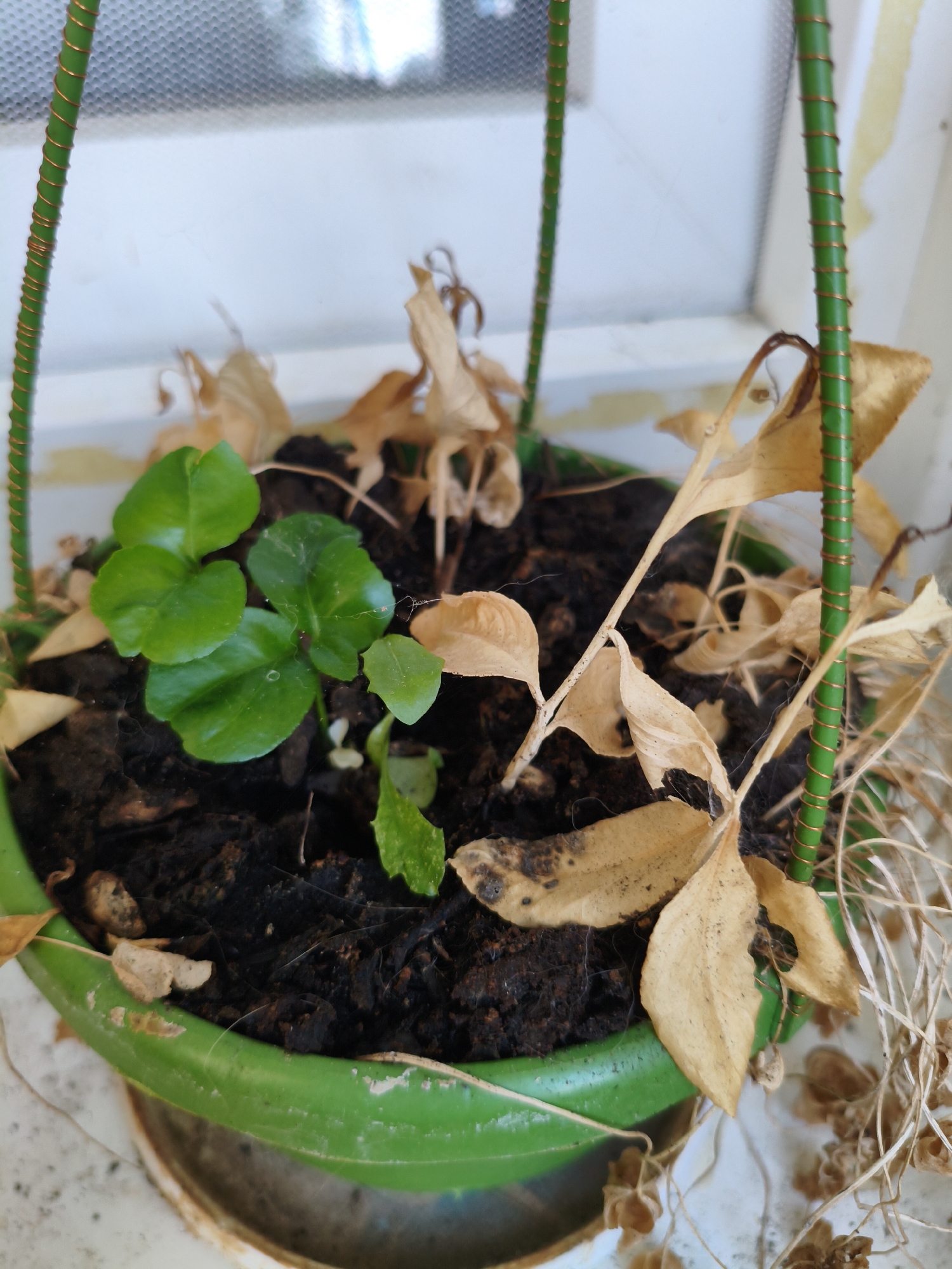 The image depicts a small, green plastic pot containing a plant. The plant is in a state of decline, with many dried, brown leaves covering the soil. A few vibrant green leaves are visible on one side, suggesting a new growth or a part of the plant that has survived. The pot is supported by two green, wire-like structures. The pot sits on a white surface, which appears to be a windowsill or ledge, with a blurred background of what seems to be a window with blinds. The overall impression is one of neglect or the plant's struggle for survival. There is no indication of people or any specific location within the city of Dessau, Germany, beyond it being an indoor scene.