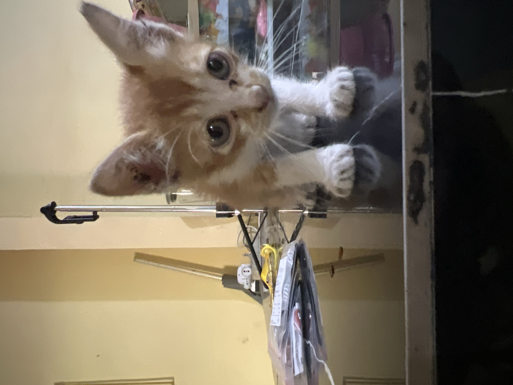 An orange and white kitten stands on a shiny black surface, looking directly at the camera with large, round eyes. The kitten's fur is fluffy, and its paws are white. The background is a yellow wall with a metallic rod extending vertically from the top of the frame. To the left of the kitten, there is a pile of plastic-wrapped items, and to the right, a blurred shelving unit with various colorful objects. The scene appears to be indoors, possibly in a residential setting in Klapanunggal, Indonesia.