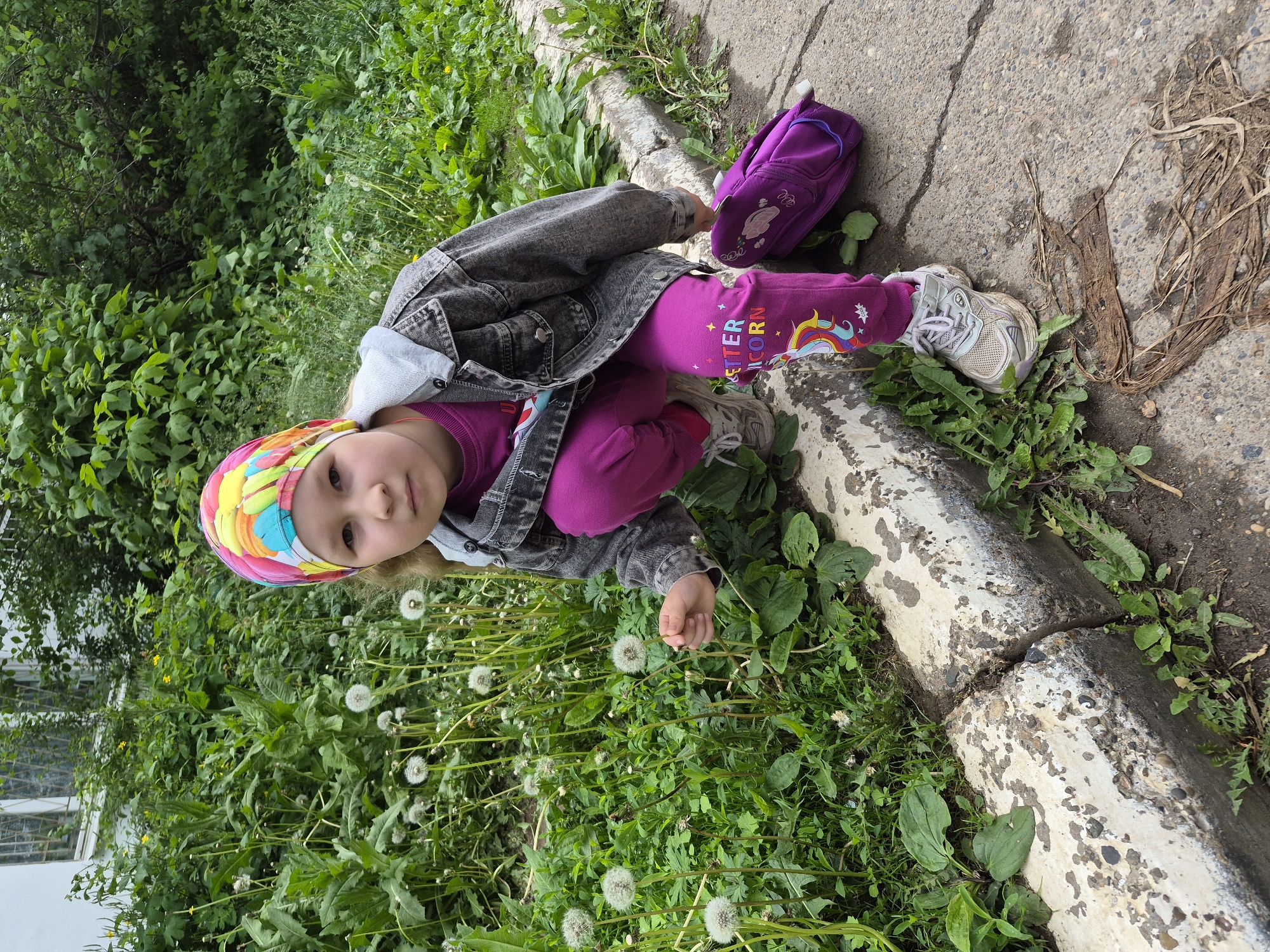 A young girl, approximately 5-8 years old, with light brown hair and fair skin, is depicted outdoors in a three-quarter frontal pose, crouched beside a concrete curb. She wears a vibrant multi-colored bandana (yellow, pink, blue, green, orange abstract pattern), a dark gray faded denim jacket over a light gray hooded sweatshirt, and a bright magenta long-sleeved shirt. Her lower attire consists of magenta sweatpants featuring the text "BETTER UNICORN" and a rainbow unicorn graphic on the left leg. Light gray athletic shoes with visible wear are on her feet. Her right hand is extended towards a white dandelion seed head within a patch of green vegetation. Her gaze is directed towards the camera. To her right, a small purple backpack with white cloud-like motifs rests on the paved ground.
The immediate environment consists of a weathered concrete curb, chipped and cracked, separating a paved surface from dense plant growth. The paved surface, likely asphalt or concrete, exhibits cracks and scattered dry organic debris, including what appears to be matted plant material, in the foreground right. To the left of the curb, a profusion of green vegetation is present, dominated by numerous dandelions, many of which are in their white, spherical seed head stage. Other broad-leafed plants are also visible among the dandelions. In the mid-background and background, lush green trees and bushes are prominent, with a partial view of a white building featuring gridded windows discernible in the upper left portion of the image. The scene is illuminated by diffused, overcast natural light, resulting in soft shadows. Location: Unknown, Unknown.