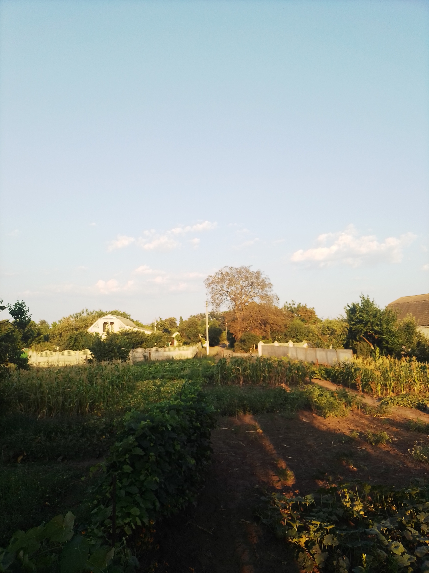 The image captures a sunlit rural landscape in Ustyvytsia, Ukraine. In the foreground, lush green foliage and rows of crops, possibly corn and other vegetables, are visible. The soil in the cultivated areas is dark brown, with shadows cast across it from the setting sun, indicating late afternoon. A white fence runs horizontally across the mid-ground, separating the cultivated land from a cluster of trees and buildings behind it. One building, partially obscured by trees, appears to be a house with a light-colored roof and arched window details. Further back, a large, bare-branched tree stands prominently. The sky above is a clear, pale blue with a few wispy white clouds. The overall impression is of a peaceful, agricultural setting.