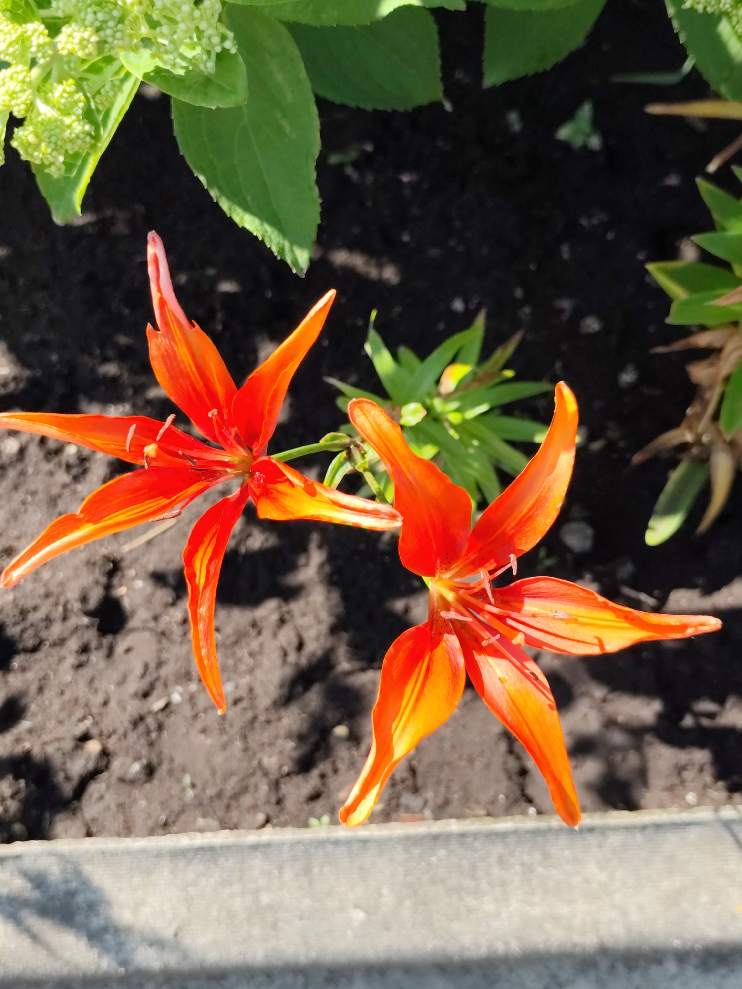 Two bright orange lilies are in bloom, their petals unfurled in a star-like pattern against a background of dark soil. The lilies are positioned in the foreground, with one slightly to the left of the other. In the upper left corner, a cluster of light green buds and leaves from another plant are visible. The soil appears moist and rich, suggesting a garden bed. A concrete border runs along the bottom of the frame, casting a soft shadow. The lighting indicates it is daytime, with sunlight highlighting the vibrant colors of the lilies. This scene is likely from a garden or park in Komsomolsk-on-Amur, Russia, given the context.