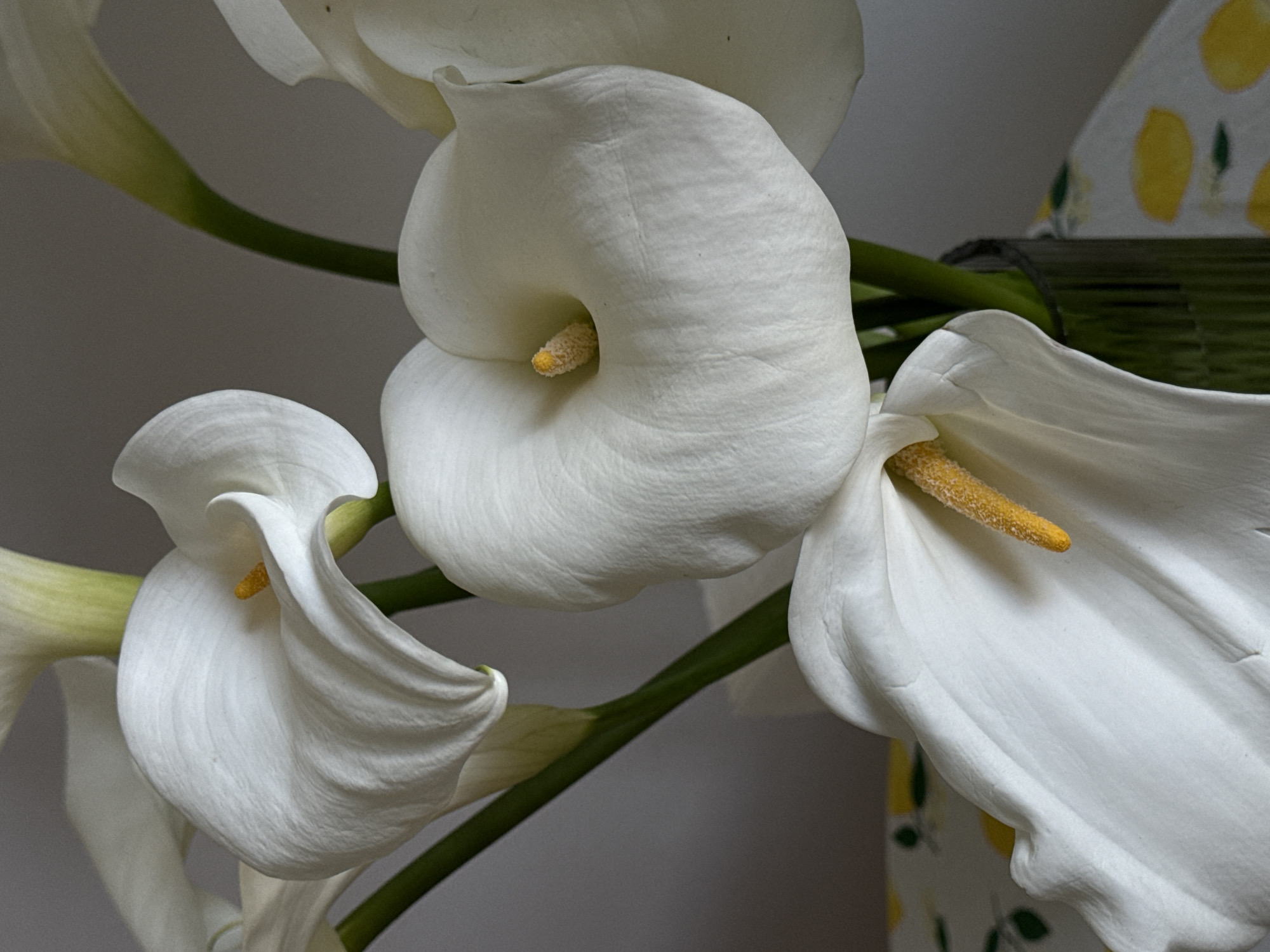 The image features a close-up view of calla lilies, displaying their elegant white petals and prominent yellow spadices. The flowers are arranged in a bouquet or arrangement, with green stems visible. A patterned basket or container can be partially seen on the right side of the image. The background appears to be a plain, light-colored wall. There is no evidence to suggest the location is in the city of Vozdovac Urban Municipality, Serbia.