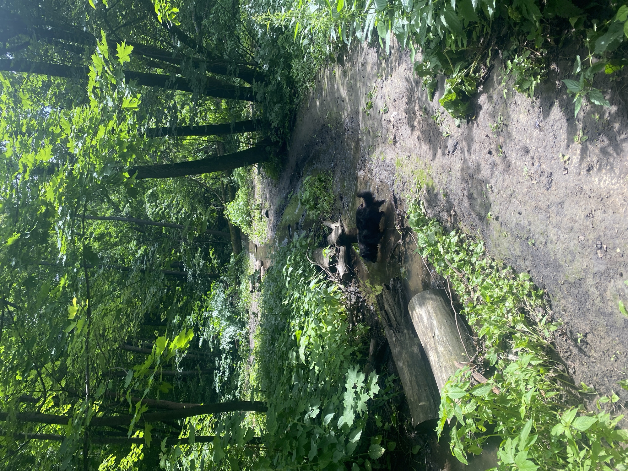 A black dog is in a shallow, muddy stream in a wooded area. The dog is partially submerged in the water, with its hindquarters visible. The stream bed is composed of mud and small rocks, with fallen logs on either side. Lush green vegetation, including trees and bushes, surrounds the stream, creating a dense forest canopy that casts dappled shadows on the ground. A dirt path runs alongside the stream, leading further into the woods. The scene appears to be a natural, outdoor environment. This image is not from Samara, Russia.