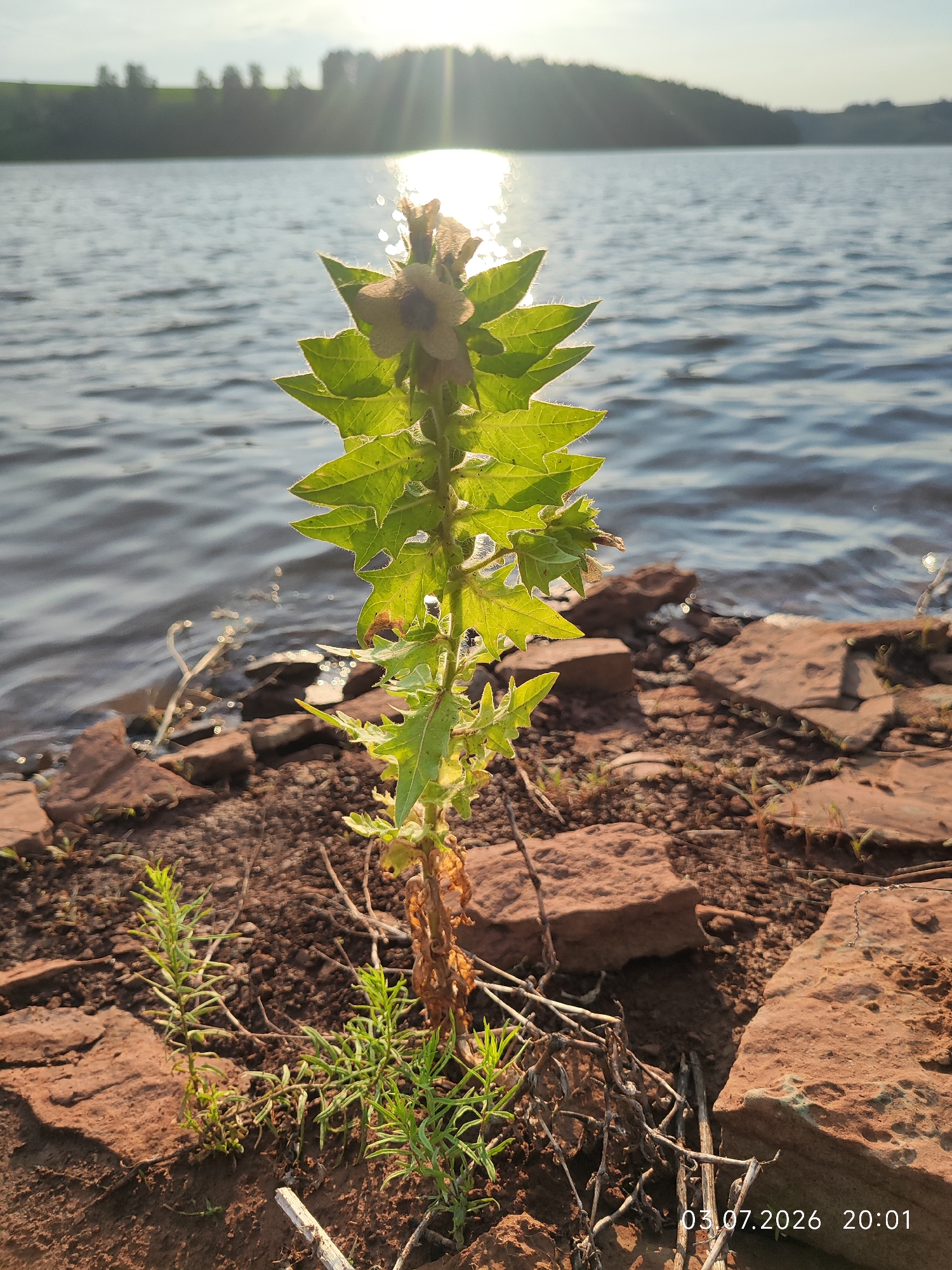 A close-up, eye-level shot captures a spiky green plant growing on a rocky, brown shore next to a body of water. The sun, positioned high and slightly to the left, shines brightly, creating a lens flare effect and casting rays of light across the water's surface. The water, a mix of blues and grays, ripples gently, reflecting the sunlight. The shore is covered in small, reddish-brown rocks and dry debris. In the background, a dark, blurry line of trees and a light-colored sky are visible. A timestamp in the lower right corner reads "03.07.2026 20:01".