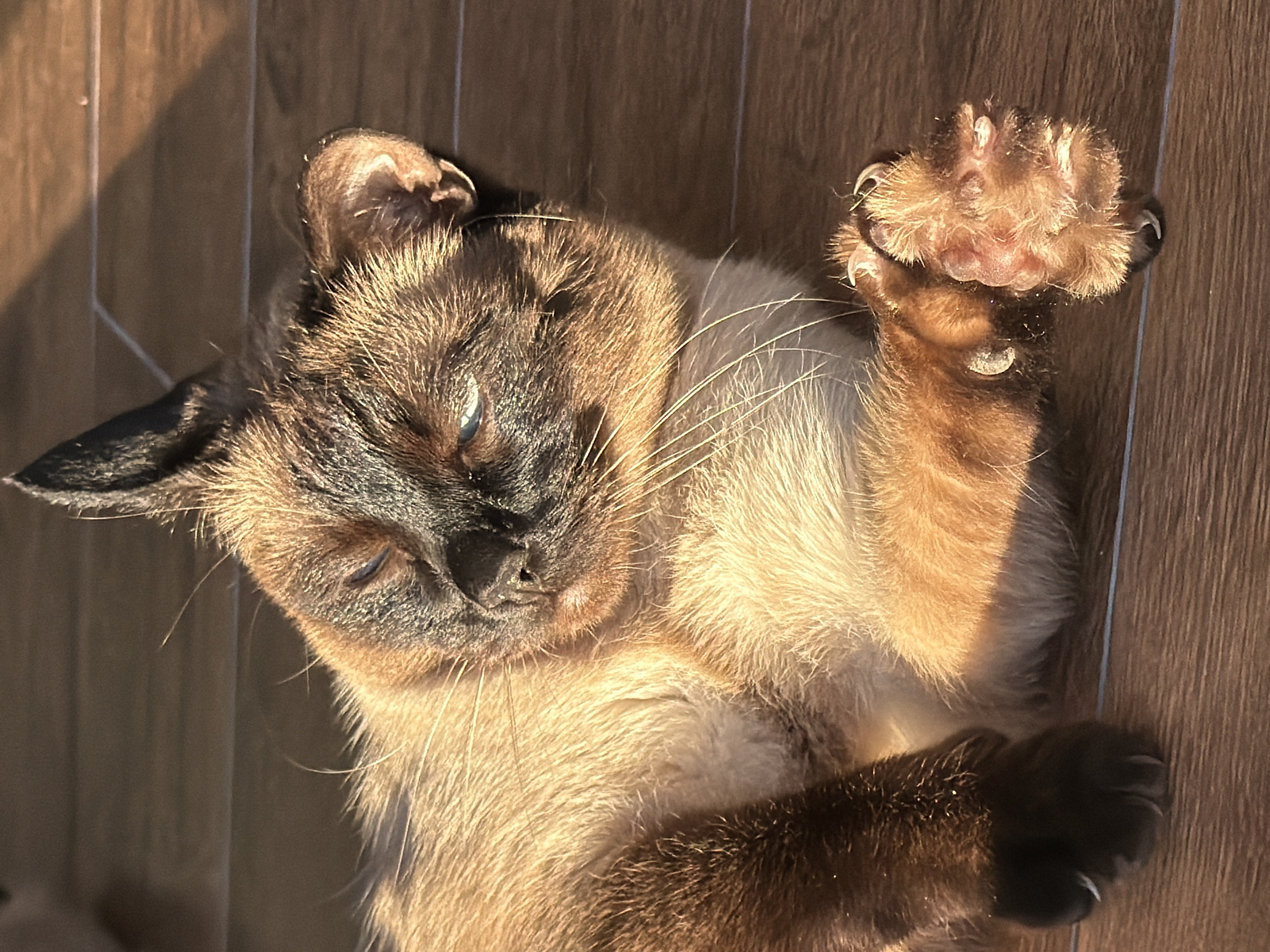 A Siamese or Tonkinese-type cat is captured in a close-up, high-angle shot, lying on its back on a warm-toned wooden floor. The cat's distinctive "point" coloration features a dark brown face, ears, and paws, contrasting with its lighter, cream-colored body fur. Its eyes are partially closed or squinting, revealing hints of blue, suggesting deep relaxation or sleep.
One front paw is raised, showcasing its pink paw pads and extended, sharp claws, indicating a moment of stretching or playful engagement. Strong, direct sunlight illuminates the scene, casting prominent shadows on the wooden floor behind the cat and highlighting the texture of its fur and the wood grain. The warm lighting emphasizes the cat's relaxed posture, basking comfortably in the sun. The setting appears to be indoors, likely in a home in Kerro, Russia. There is no visible text in the image.