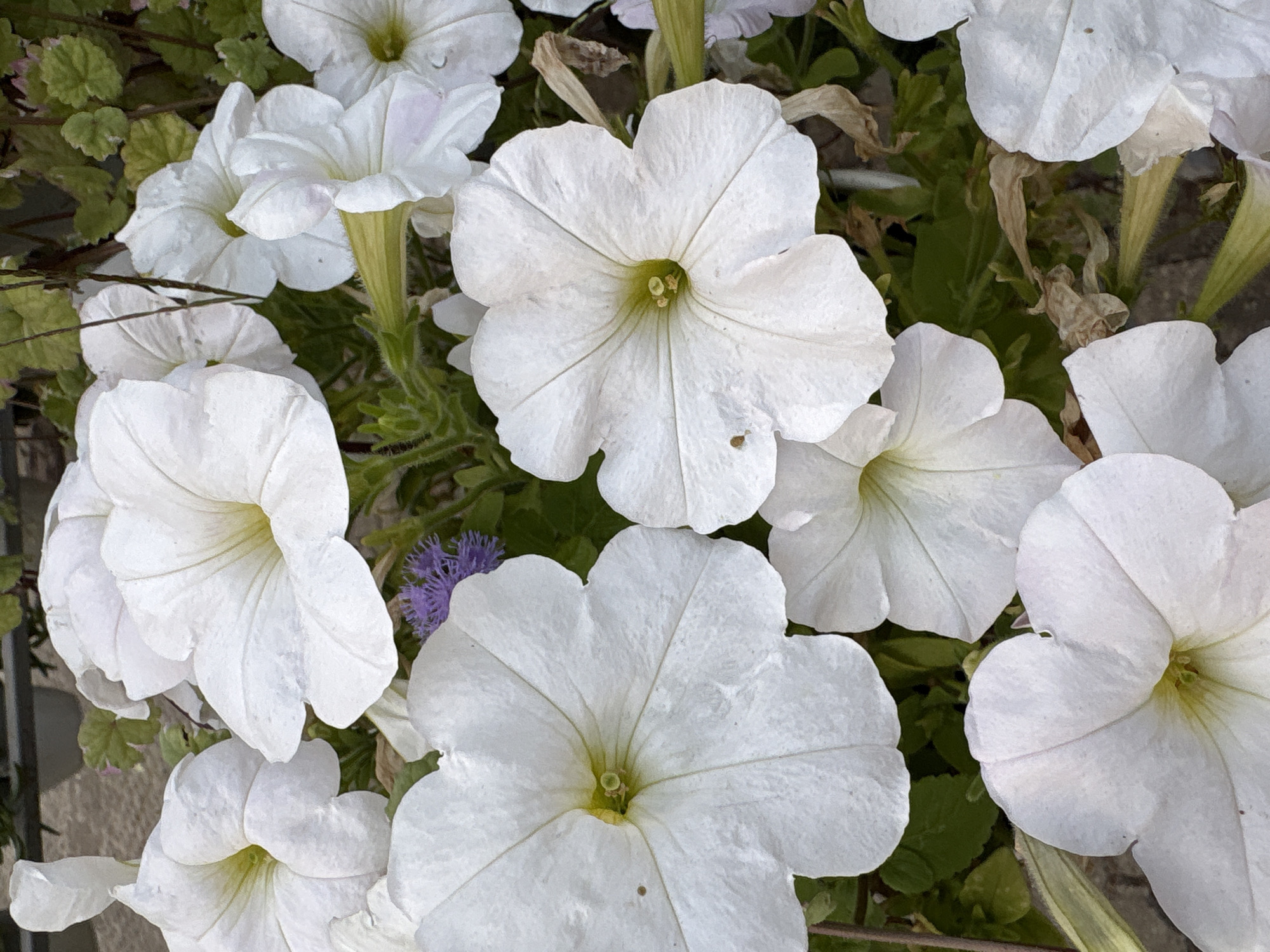 A close-up, eye-level shot captures a cluster of white petunias in bloom. The flowers, with their trumpet-shaped corollas and crinkled petals, fill the frame, their white surfaces textured and slightly translucent. The centers of the flowers reveal a pale yellow-green hue. Amidst the white blossoms, a small, fuzzy cluster of purple flowers adds a subtle contrast. Green foliage forms a backdrop, interspersed with some dry, brown leaves, suggesting the time of year or natural wilting. The image appears to be a still life of flowers, likely in a garden or park setting, given the presence of greenery and the natural arrangement of the blossoms. The lighting is soft, highlighting the delicate details of the petals. The specific location in Kalush, Ukraine, is not visually discernible from the image itself, as there are no urban landmarks or distinct geographical features present.