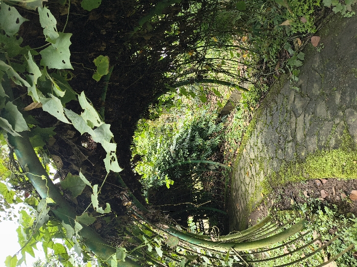 A green tunnel path leads into a sunlit garden. The tunnel is formed by a series of green metal arches covered with vines and leaves. The path is paved with stone, some areas covered with moss. Lush green plants and foliage line the sides of the path, creating a natural and inviting atmosphere. The opening reveals a bright, verdant area.