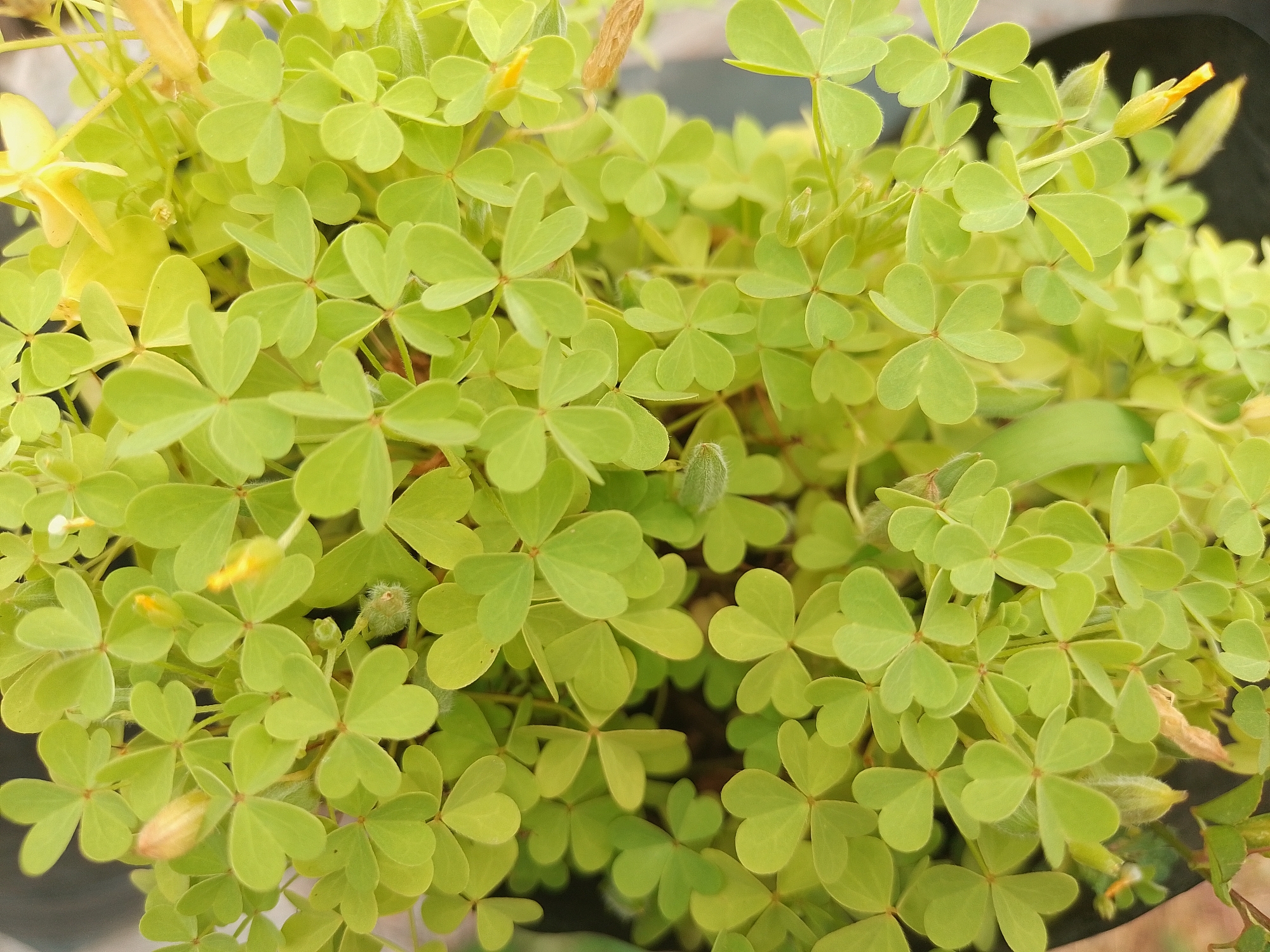 The image shows a close-up view of a dense cluster of bright green clover-like leaves and a few small yellow buds. The leaves are heart-shaped and arranged in groups of three. Some of the leaves are slightly curled or folded. The lighting suggests it is daytime, possibly outdoors, with some natural light illuminating the foliage. There are no people or discernible structures in the image. The background is softly blurred, showing hints of darker colors, possibly a pot or other vegetation. The scene is likely from a garden or natural setting. The location is specified as Solonytsivka, Ukraine, though this specific detail cannot be visually confirmed from the image alone.