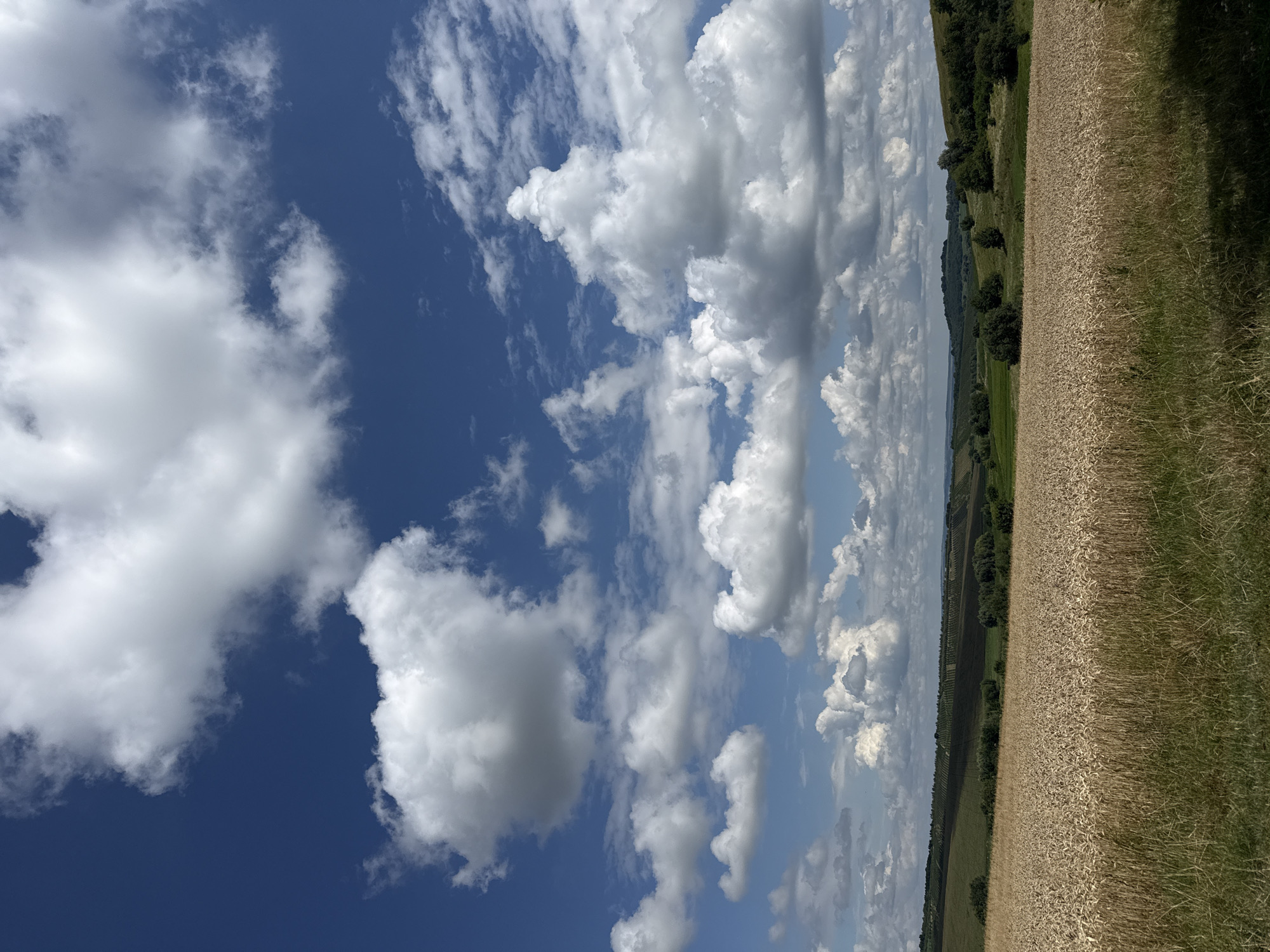 A vast wheat field stretches across the foreground of the image, its golden stalks swaying gently. Beyond the field, rolling hills are dotted with clusters of trees and patches of green farmland. The sky above is a brilliant blue, adorned with dramatic, fluffy white clouds that cast shadows across the landscape. The scene depicts a rural countryside under a bright, partly cloudy sky.