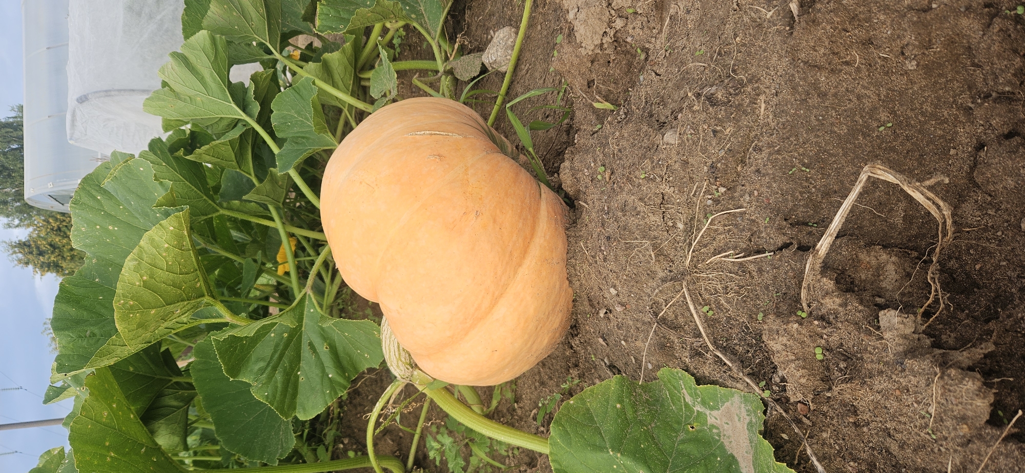 A medium shot captures a large, ripe, orange pumpkin lying on the dark, dry soil of a field. The pumpkin is the primary subject, taking up the central portion of the frame. Its skin is smooth with visible vertical ridges, and a thick, green vine is attached to its stem, curling around it and extending into the surrounding foliage.
The pumpkin is surrounded by large, dark green, broad leaves, characteristic of a pumpkin plant. Some leaves show lighter green spots, possibly indicative of minor disease or nutrient deficiency. The leaves are dense and create a natural backdrop for the pumpkin.
In the background, a white plastic greenhouse structure is visible, stretching horizontally across the upper right portion of the image. Beyond the greenhouse, a few trees with green foliage and a light blue, overcast sky are discernible.
The foreground consists of cracked, dark brown soil, with a few small, dried plant stems and roots scattered across its surface. The soil appears dry and somewhat uneven, with small stones and pebbles mixed in.
The overall scene depicts a pumpkin growing in a field, likely on a farm or in a rural setting. The presence of the greenhouse suggests cultivation and possibly protection for the crops. The lighting is diffused, indicating an overcast day. No people are present in the image. The location is identified as Мазалаўскі сельскі Савет, Belarus.