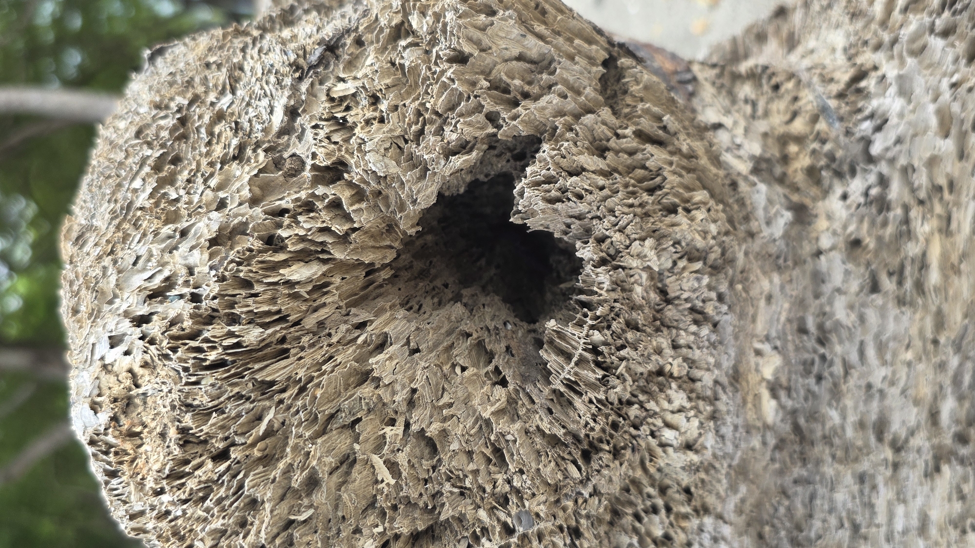 A close-up shot reveals the cross-section of a decayed tree trunk, featuring a large, irregular hole at its center. The remaining wood is porous, marked by layered and fragmented textures. The color palette is predominantly muted browns and greys. In the background, there's a suggestion of green foliage and indeterminate light-colored surfaces. This photo was likely taken in Lhokseumawe, Indonesia.