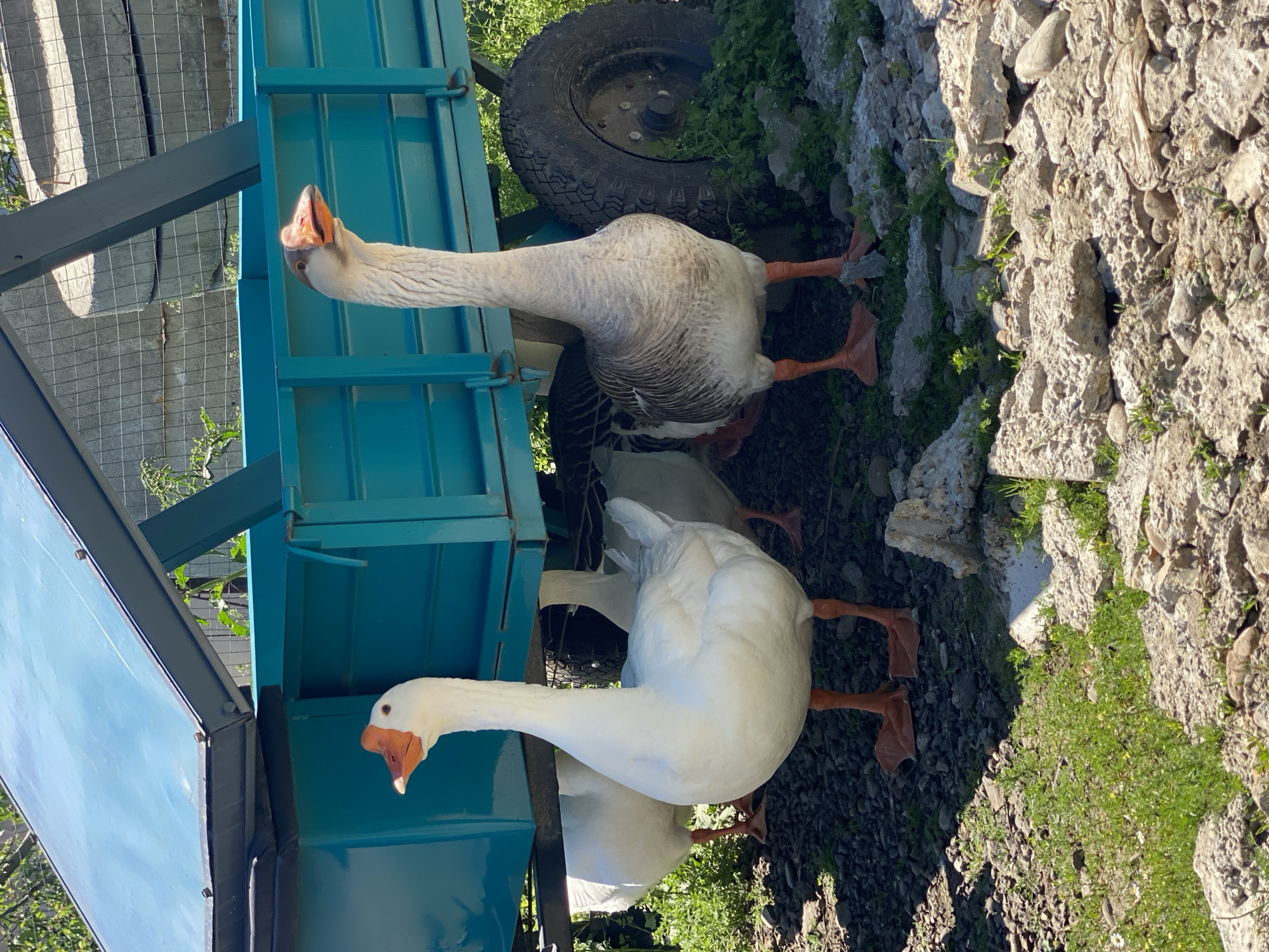 The image depicts a group of geese near what appears to be a blue trailer or cart. Two geese are prominently visible, one white and one gray and white, with orange beaks and feet. They are standing on a surface composed of dirt, grass, and rocks, potentially near a stone wall. The background includes a tire and some vegetation. The location is not explicitly identifiable as Neftyanik, Russia, based on the visual information provided.