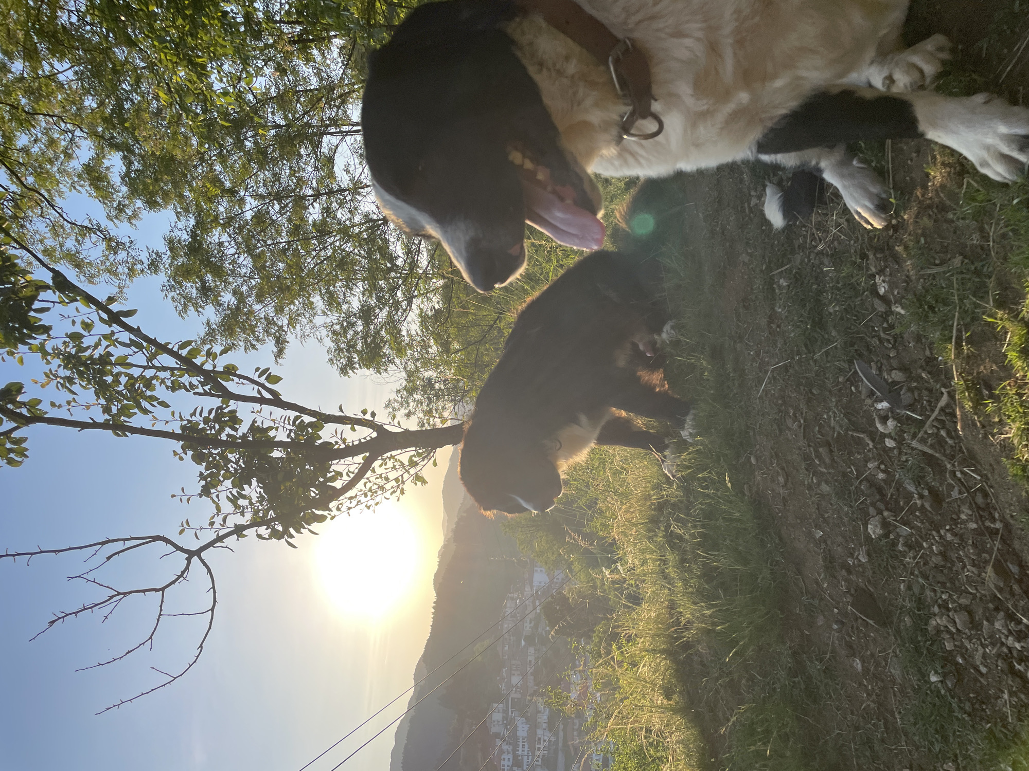 The image depicts an outdoor scene at sunset or sunrise, with two dogs on an elevated dirt and grassy patch overlooking the city of Zlatograd, Bulgaria, which is nestled in a valley with mountains in the distance. In the foreground on the right, a black and white dog, possibly a Border Collie mix, sits facing slightly right with its tongue extended, indicating panting. It wears a brown leather collar with a metal ring. To its left and slightly behind, a second dog, predominantly dark brown or black with lighter fur on its snout and chest, sits facing left, looking towards the horizon. Both dogs are situated on uneven ground with sparse green grass, dry tufts, and exposed soil containing small rocks.
In the midground, beyond the dogs, the terrain slopes downwards, covered in illuminated green and golden grasses. A network of power lines stretches horizontally across the scene, partially obscuring the view of the distant town. Zlatograd is visible as a cluster of white-walled buildings with reddish roofs, scattered across a hillside in the valley. The background is dominated by forested mountains or hills, appearing hazy due to atmospheric perspective. A bright, intense sun is low on the horizon, positioned slightly left of center, casting a strong golden light and creating lens flare in the lower right portion of the image. The sky above is a clear blue, transitioning to lighter tones near the sun. Various trees are present, including a bare-branched tree silhouetted against the sun on the left and a leafy tree partially obscuring the sun on the right.