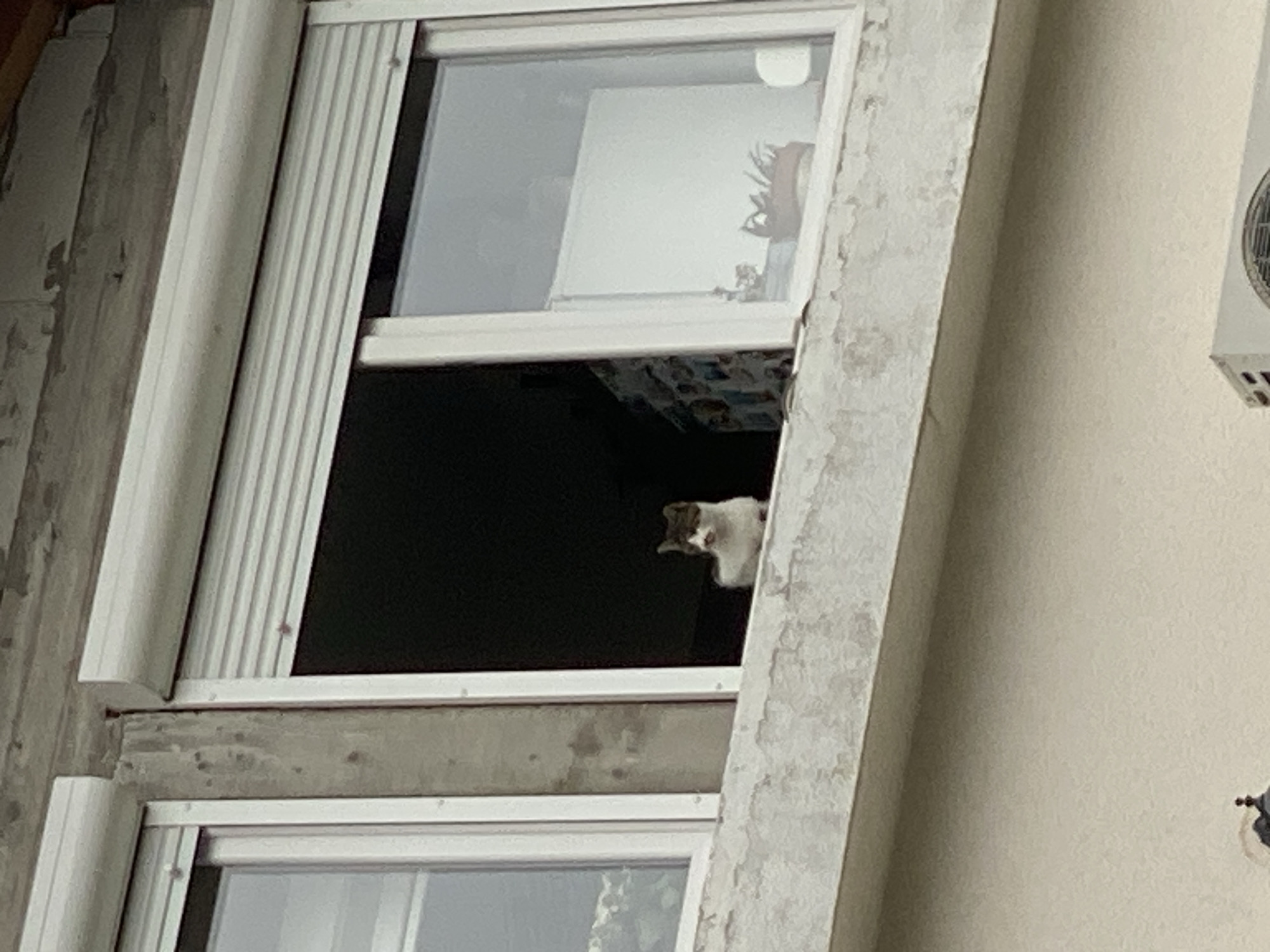 A medium shot shows a two-story building in Budva, Montenegro. The building is light beige. A two-paneled window is open on the first story. A white and gray cat is inside, looking out. The window has white frames, white blinds, and a concrete ledge between the panels. A concrete support runs vertically to the right of the window. An air conditioning unit is on the wall to the right of the window.