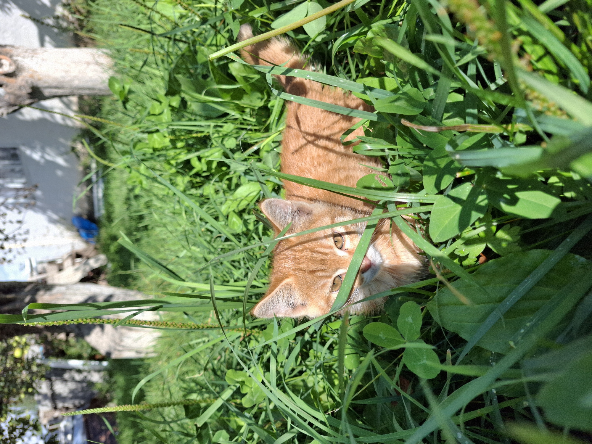 A ginger kitten with bright yellow eyes peeks out from a dense patch of green grass and clover, partially obscured by blades of grass. The kitten's head is turned towards the camera, with its body extending out of frame to the right. The background is softly blurred, showing trees and a white building, suggesting an outdoor setting. The sun casts dappled shadows on the vegetation, indicating a bright, sunny day. The location is Jeti-Ögüz, Kyrgyzstan, a region known for its natural beauty and often frequented by tourists.