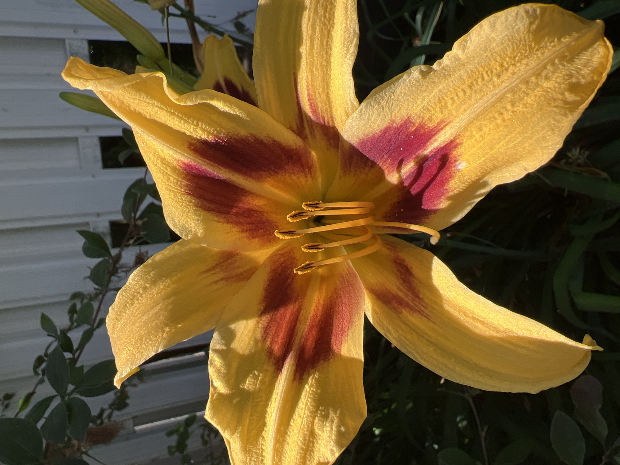 A close-up, sunlit photograph captures a yellow and burgundy daylily in bloom, set against a blurred background of green foliage and a white picket fence. The flower's petals are broad and somewhat ruffled, with a distinct pattern of deep red streaks emanating from the center. The stamen and pistil are visible in the heart of the flower, tipped with small, dark anthers. The lighting suggests it is either early morning or late afternoon, casting dramatic shadows and highlighting the textured surface of the petals. The image is devoid of human presence and shows no specific landmarks that would indicate a precise location within Fontanka, Ukraine.